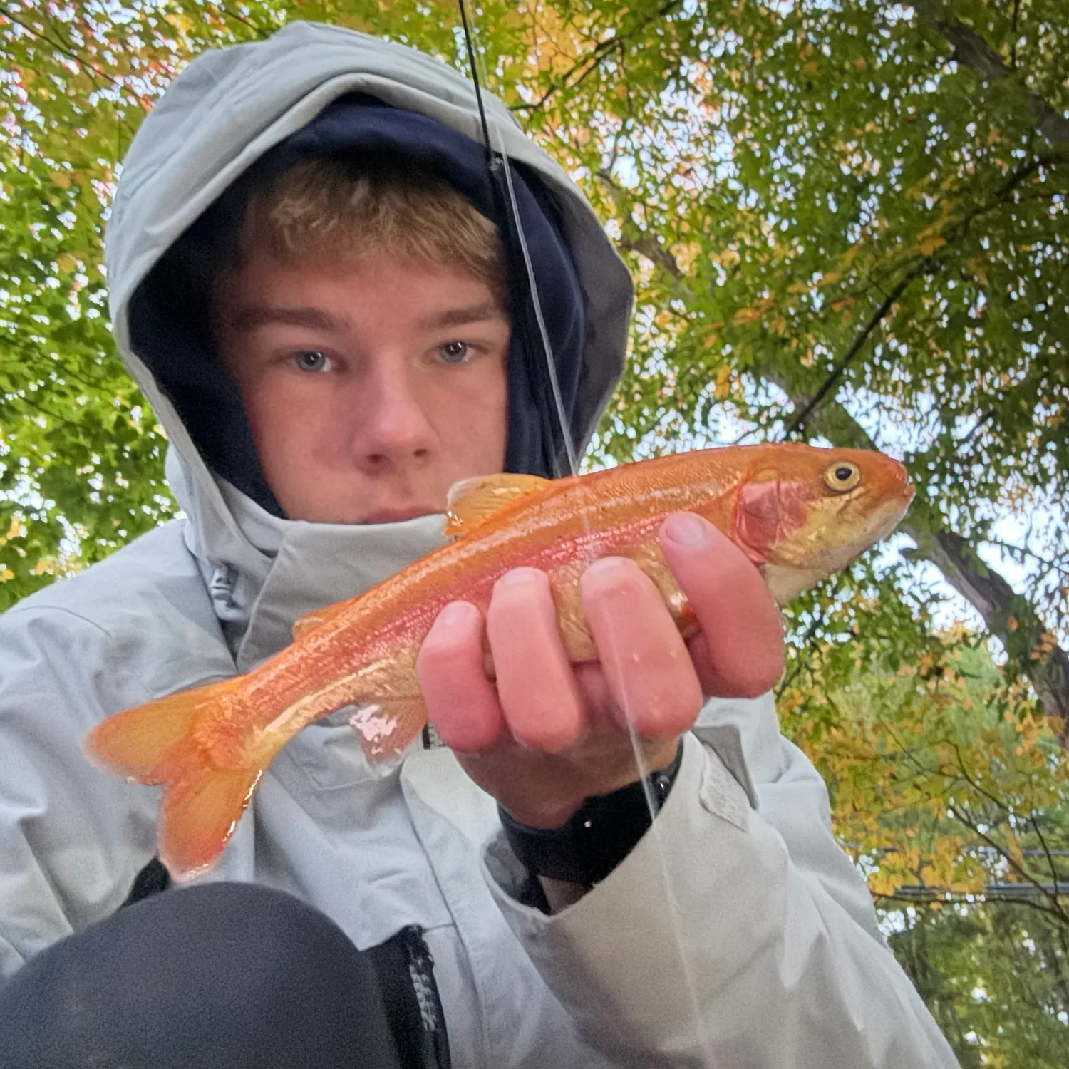 Golden rainbow trout caught on Fishbrain