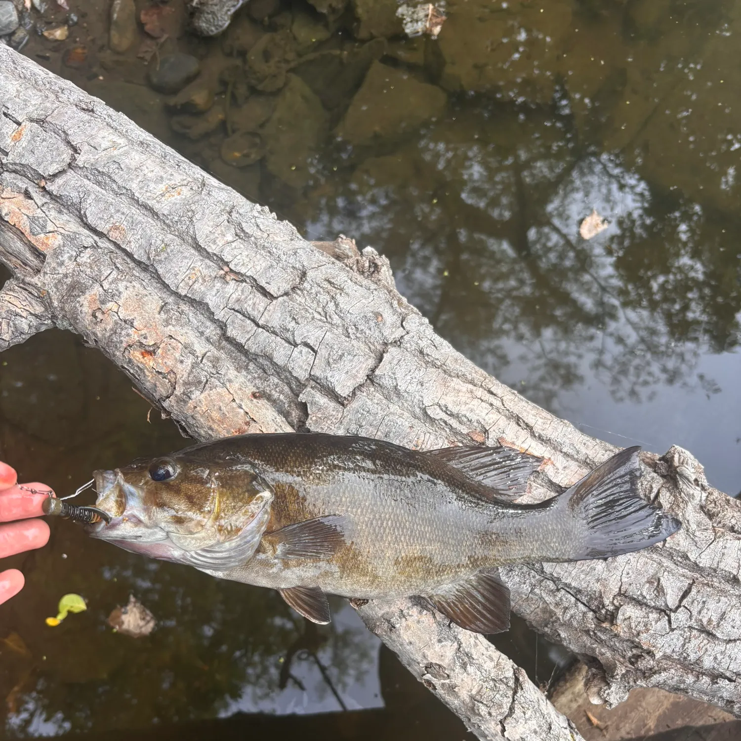 Smallmouth bass caught on Fishbrain