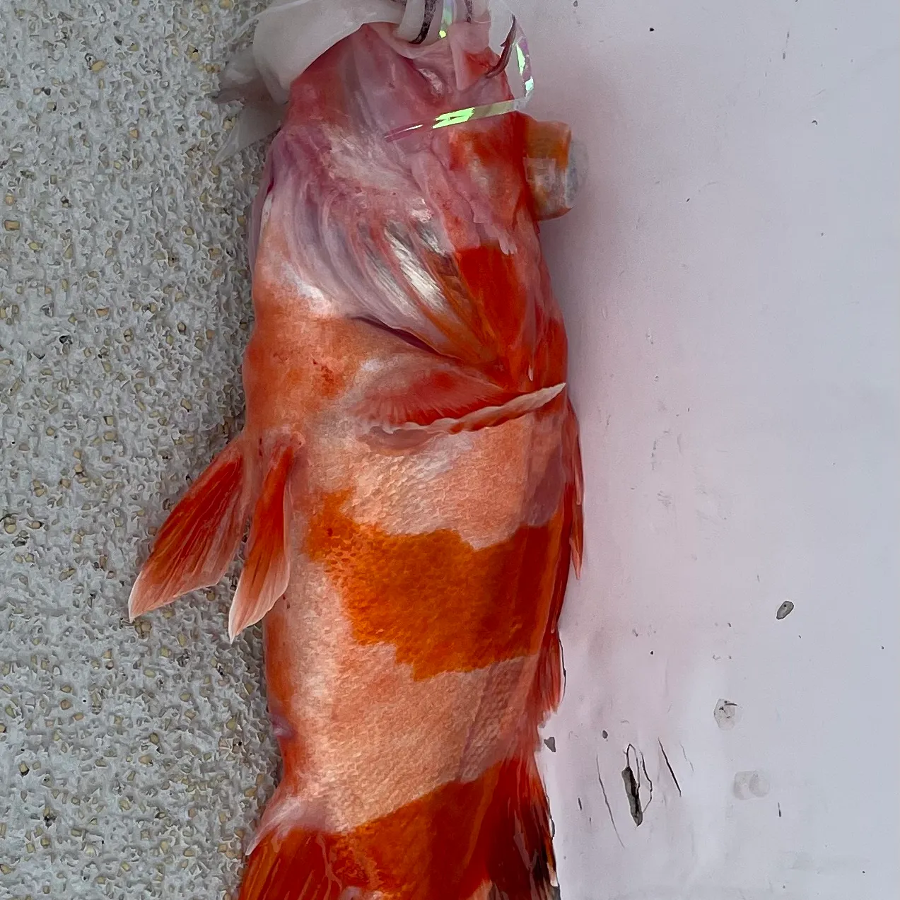 The most recent Flag rockfish catches on Fishbrain