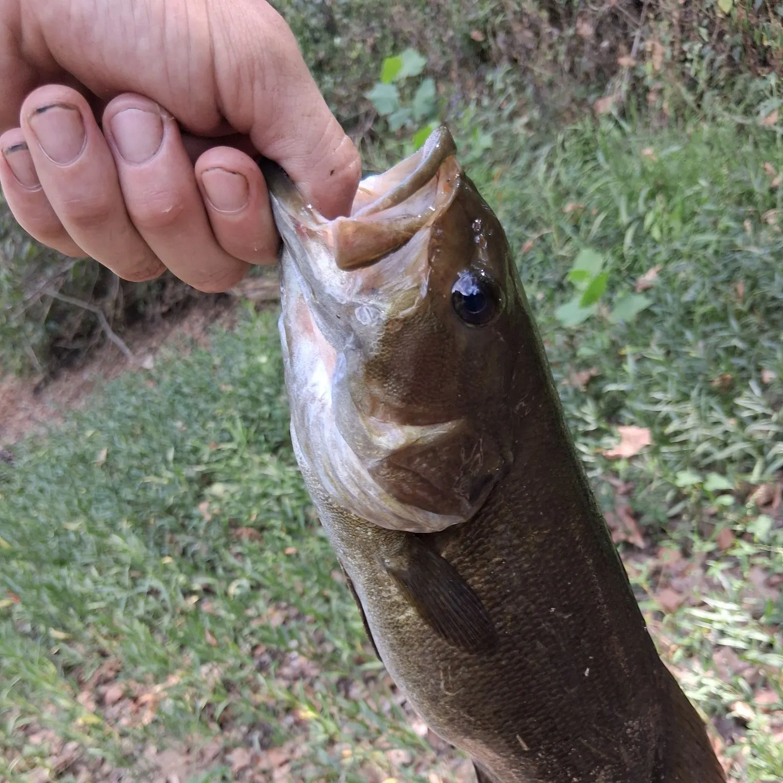 Smallmouth bass caught on Fishbrain
