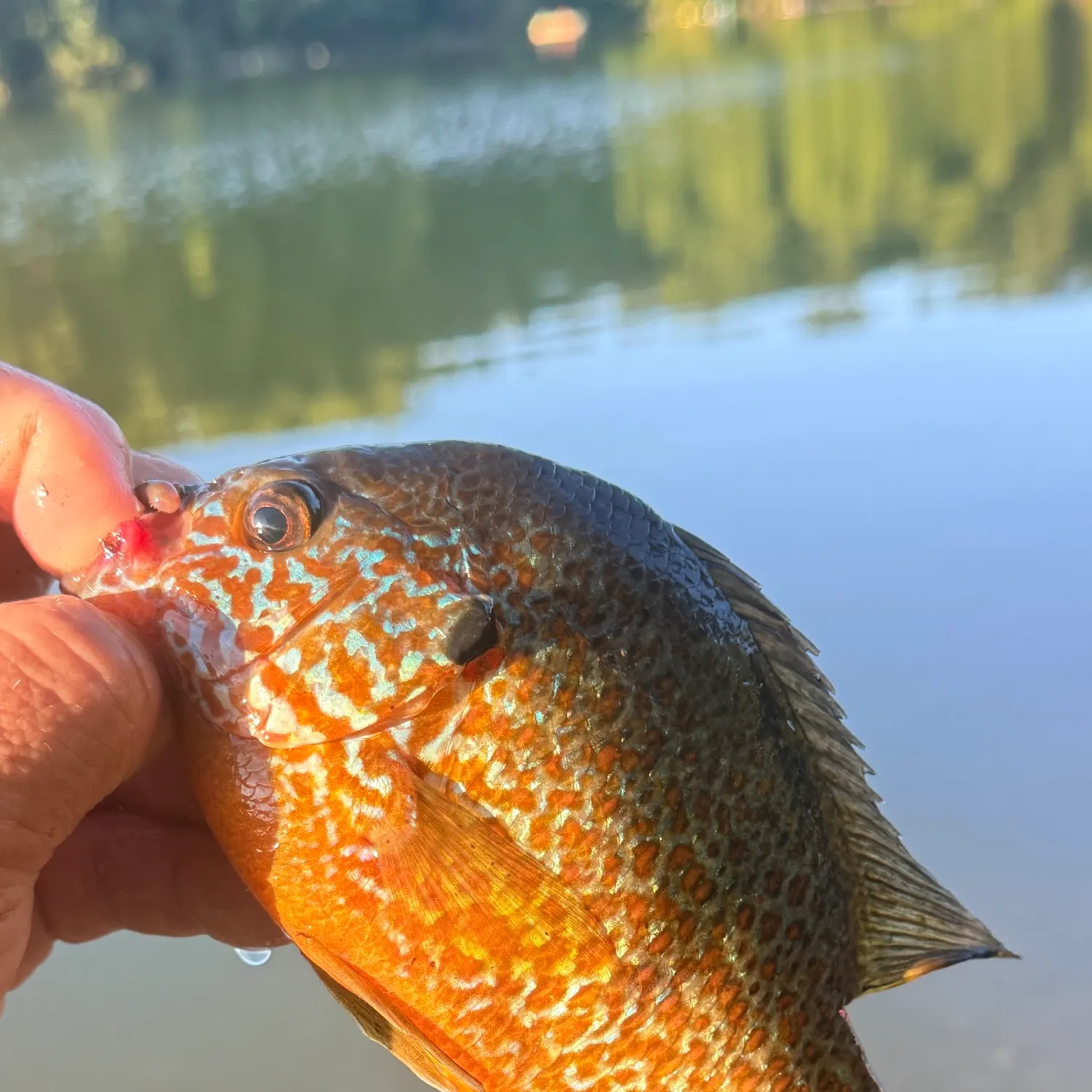 The most recent Greengill hybrid catches on Fishbrain