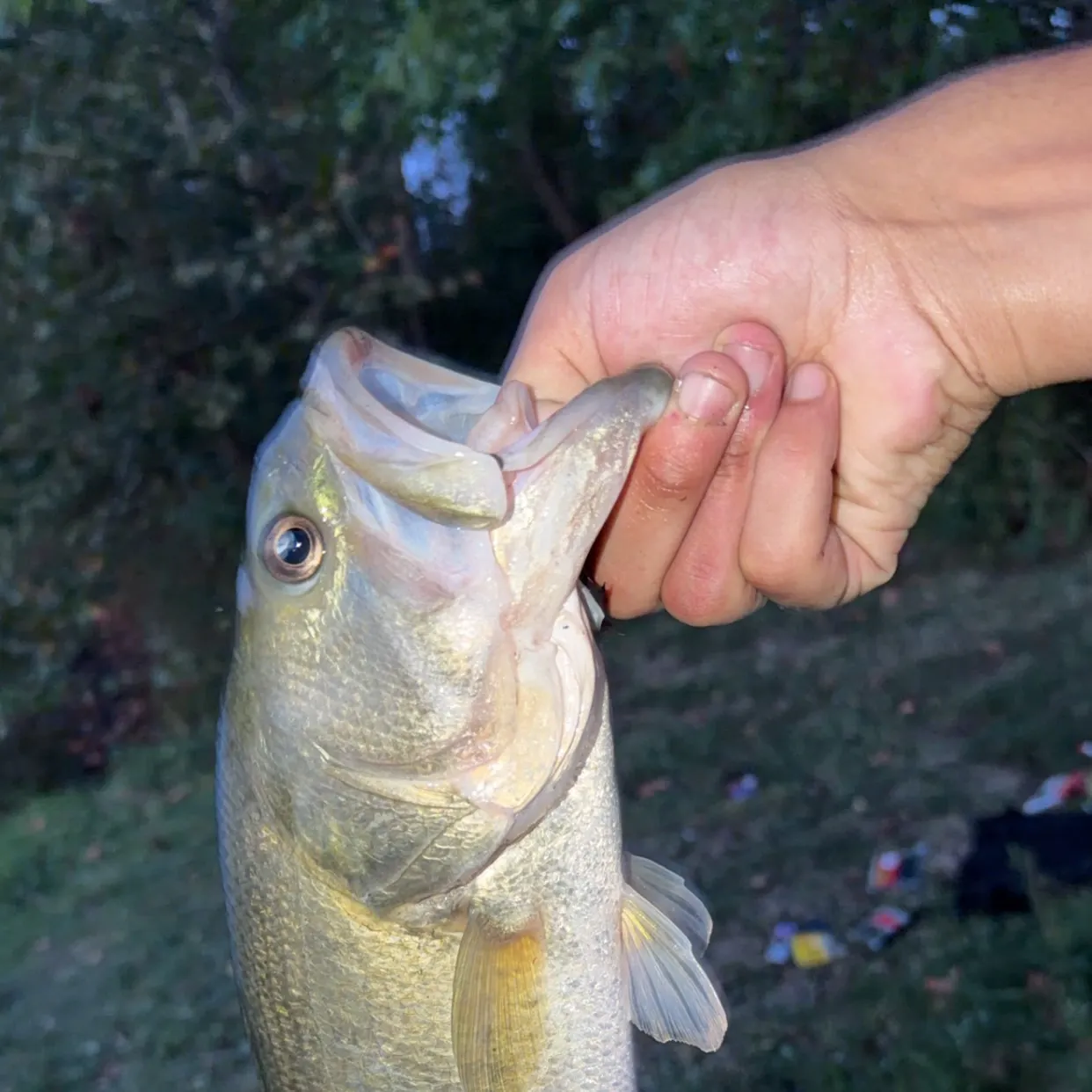 Largemouth bass caught on Fishbrain