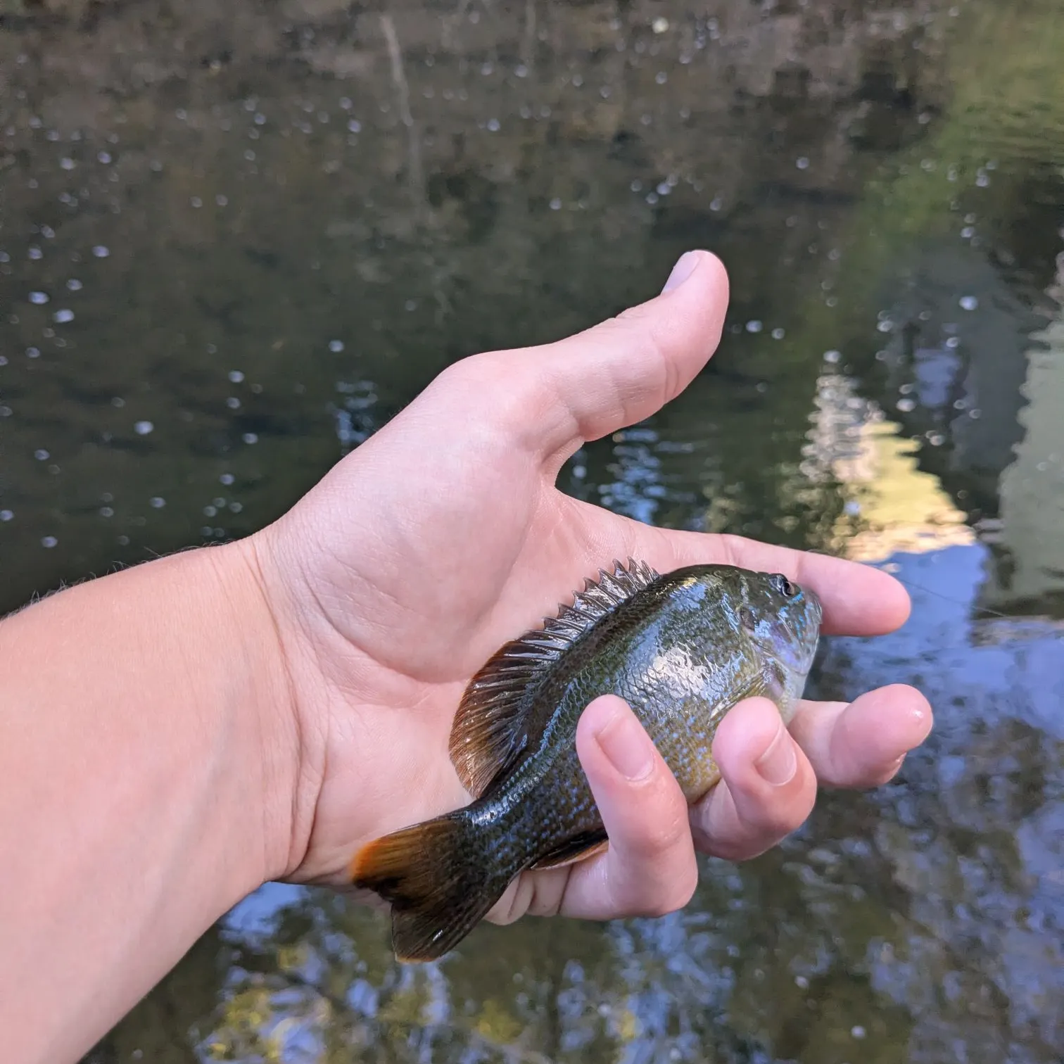 Green sunfish caught on Fishbrain