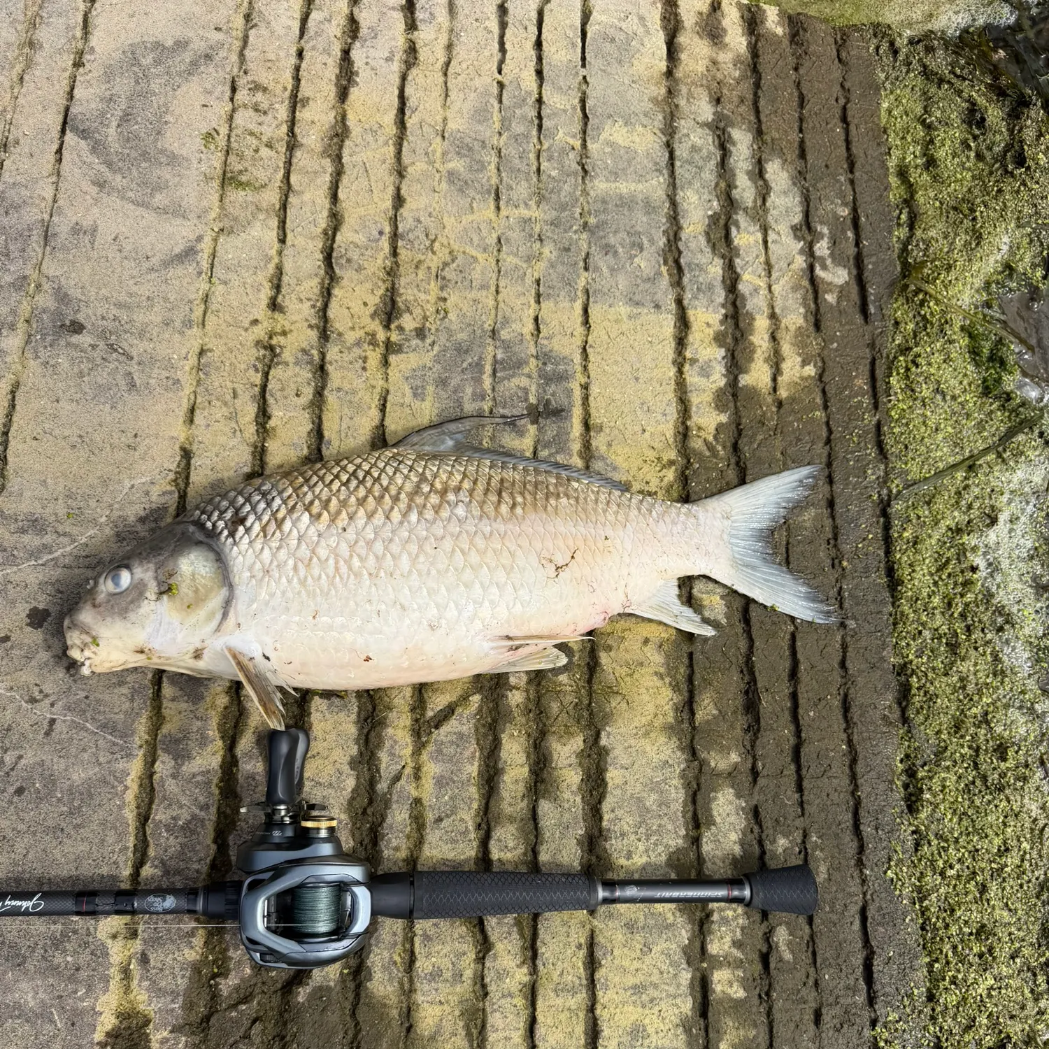 River carpsucker caught on Fishbrain