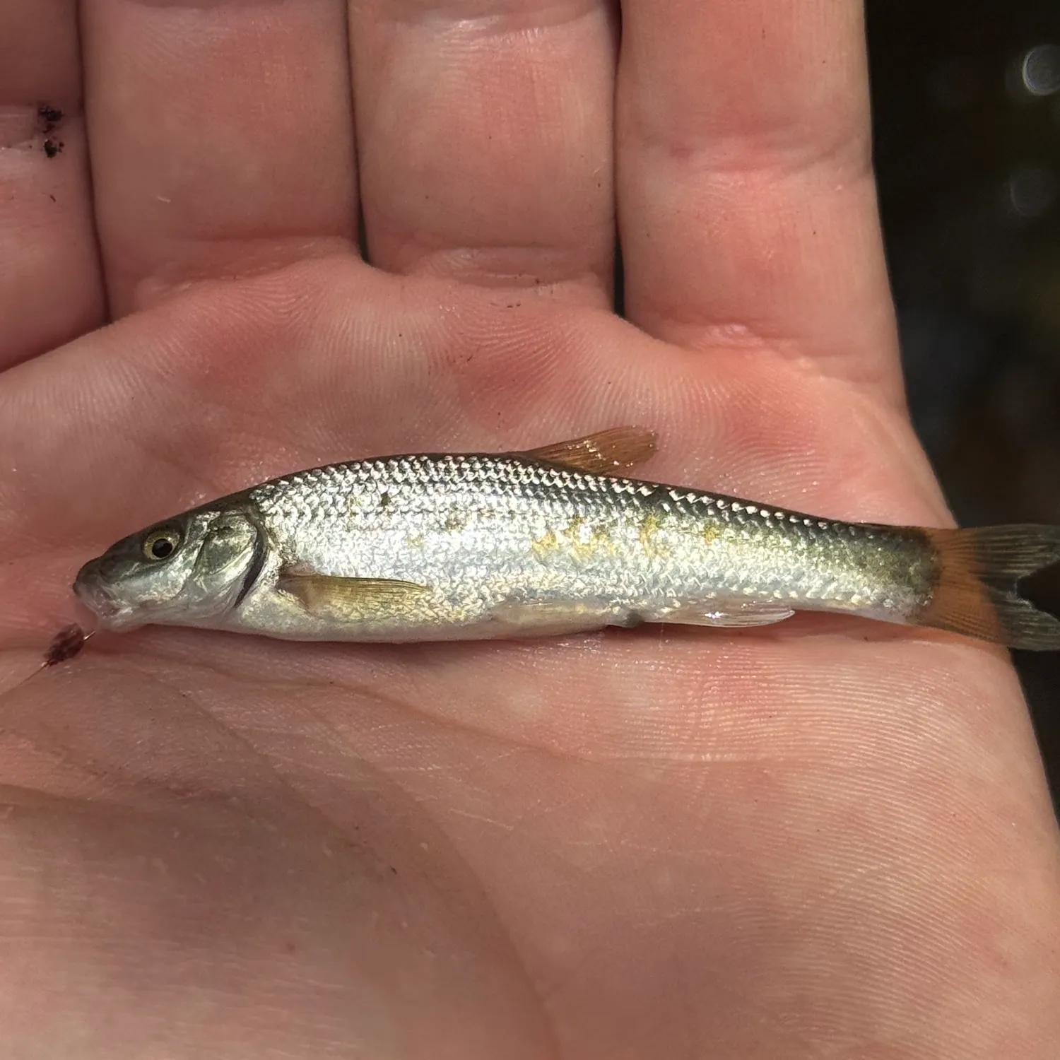 The most recent Central stoneroller catches on Fishbrain