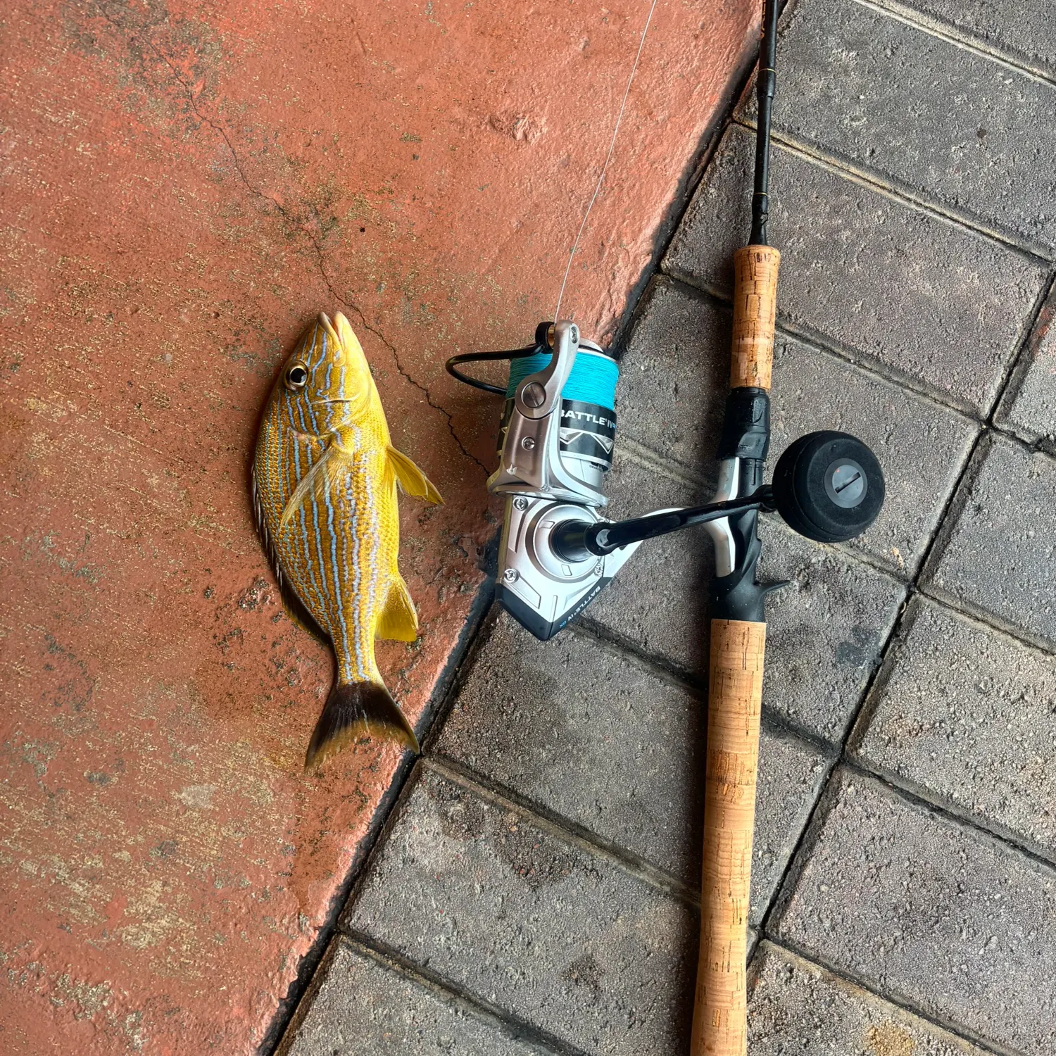 The most recent Lane snapper catches on Fishbrain