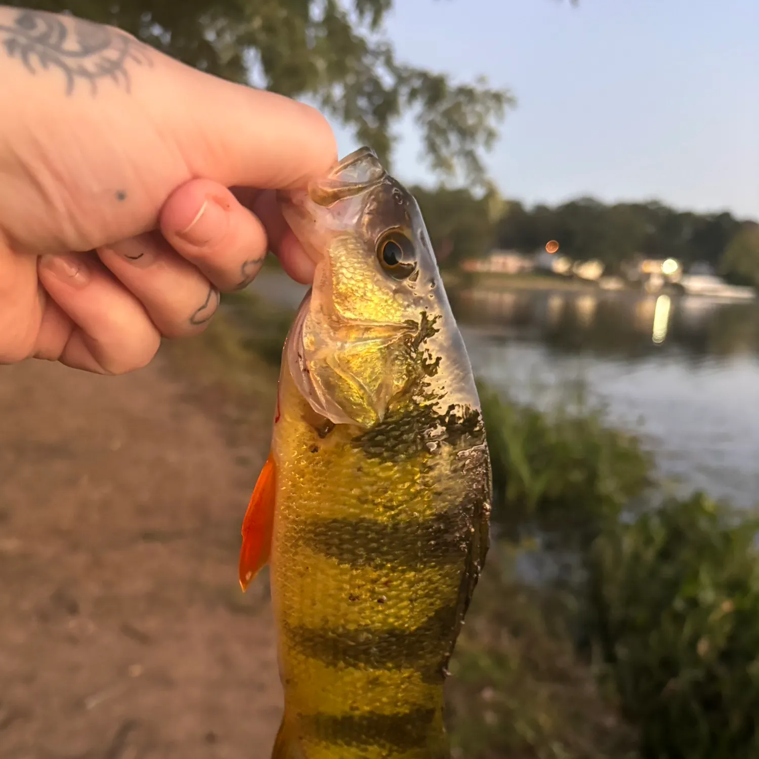 Yellow perch caught on Fishbrain