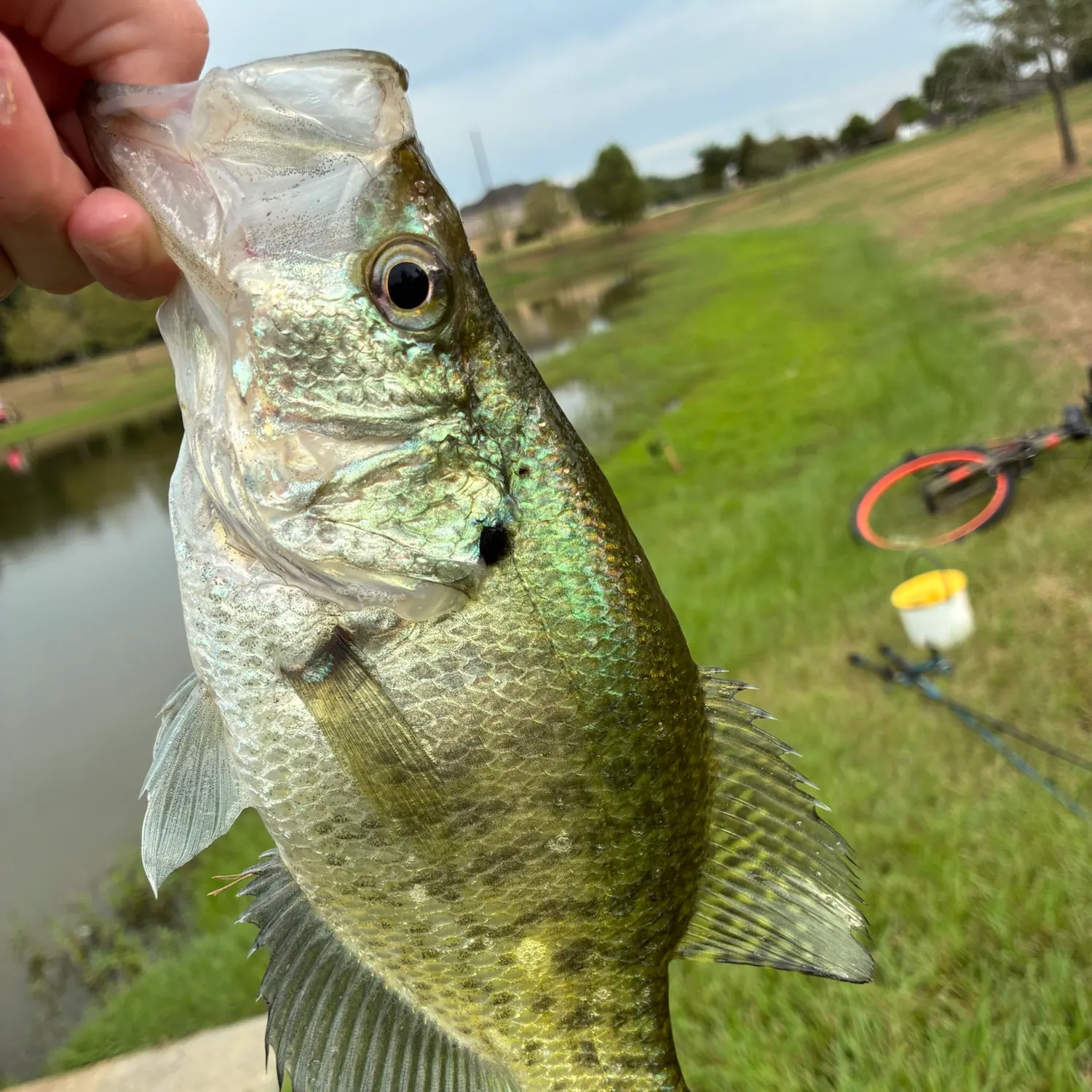 White crappie caught on Fishbrain