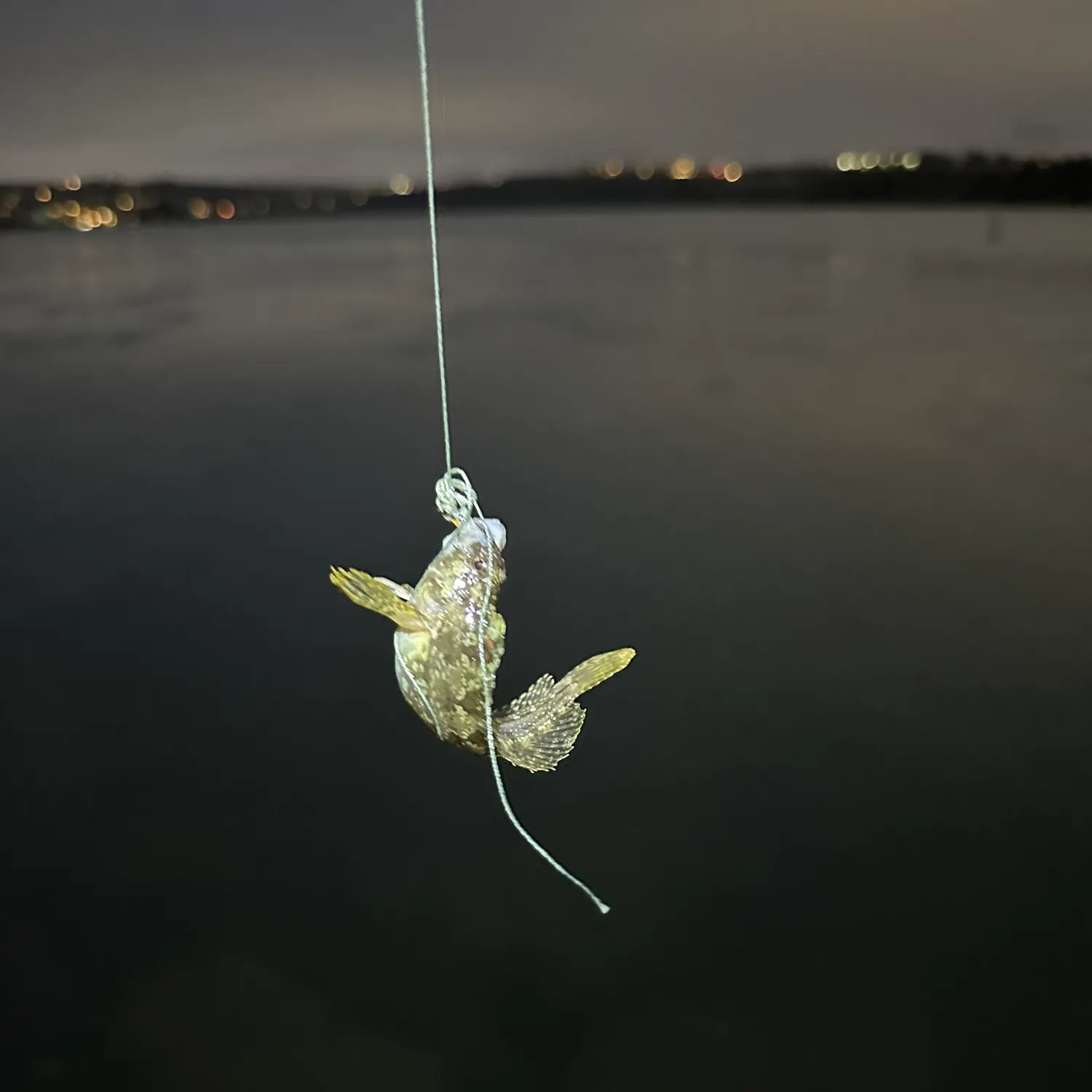 The most recent Bay blenny catches on Fishbrain