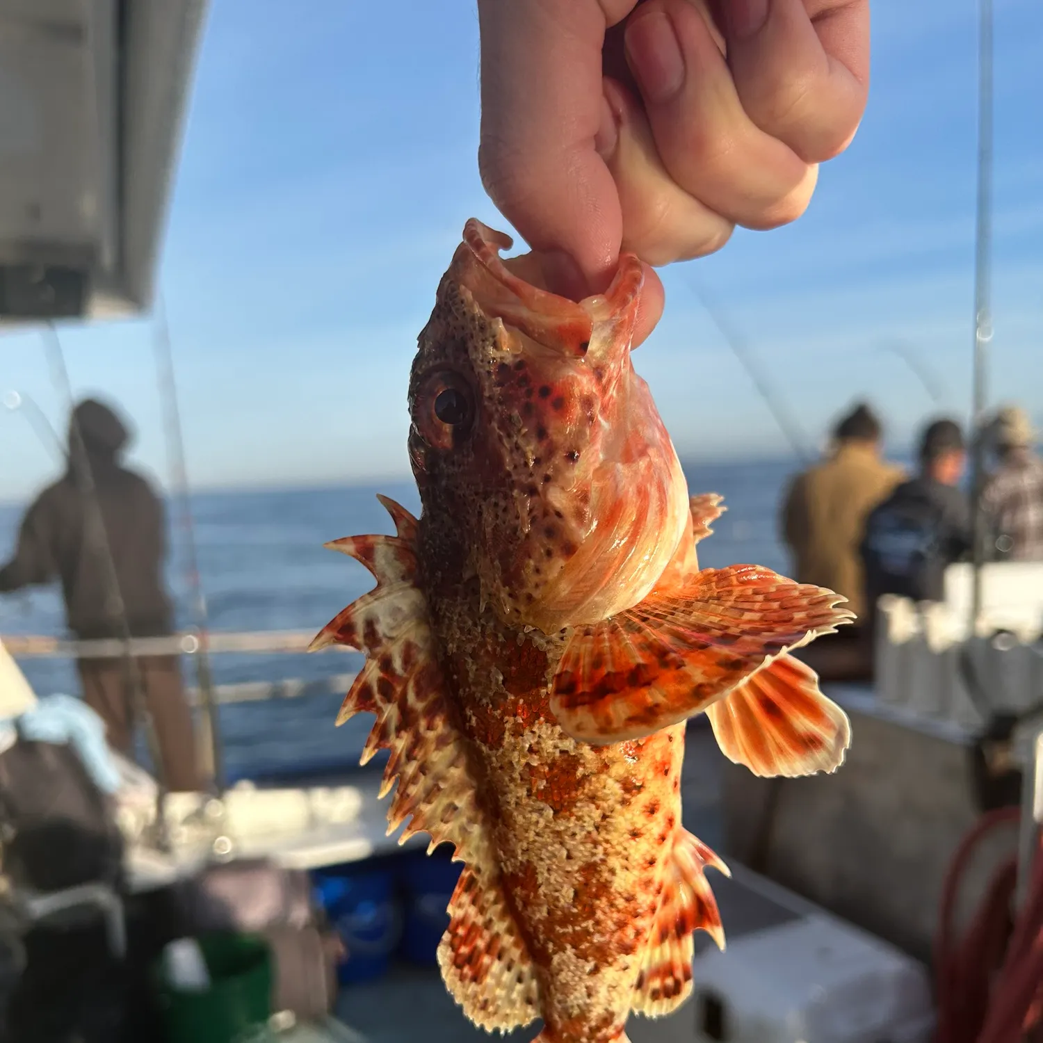 The most recent Spinyhead sculpin catches on Fishbrain