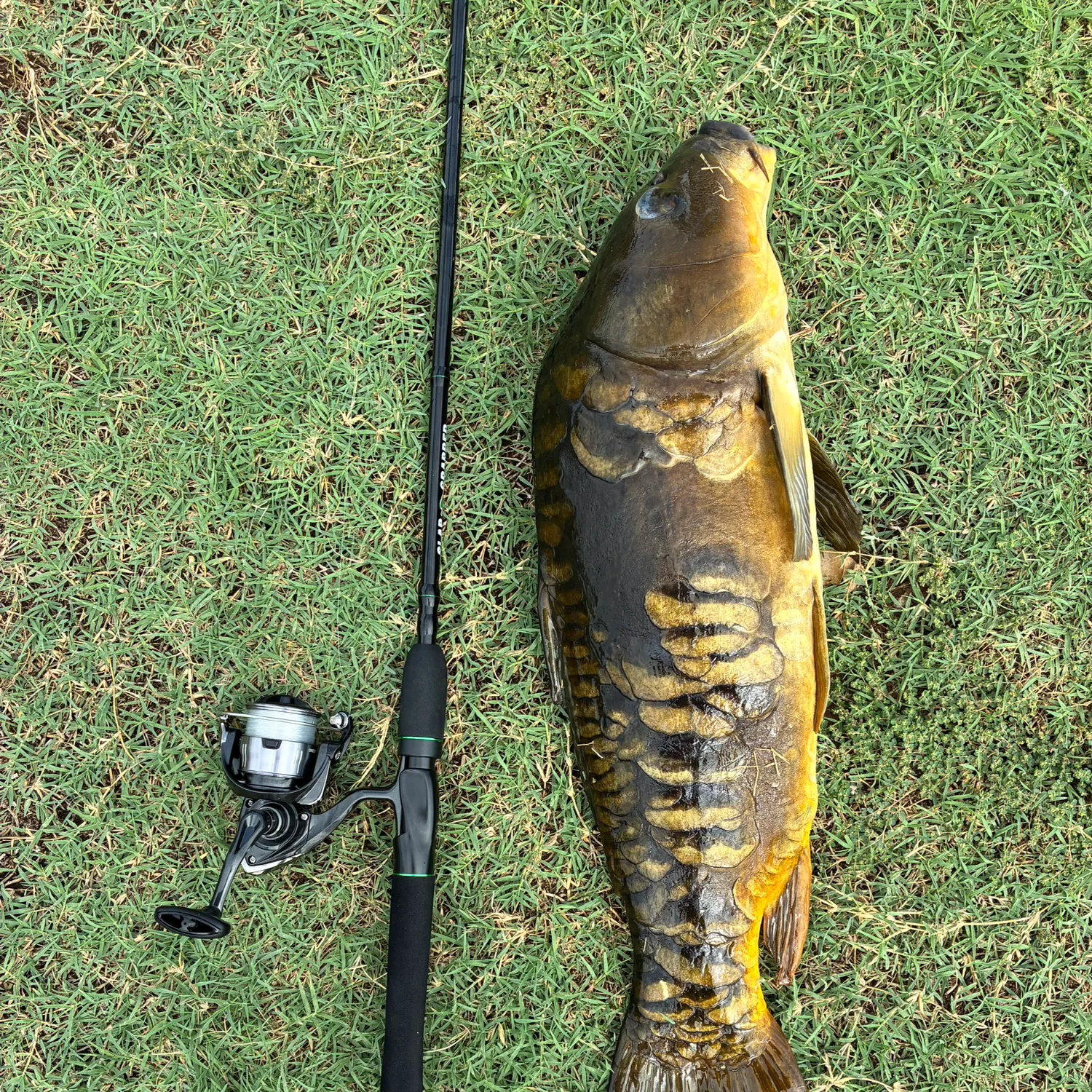 Mirror carp caught on Fishbrain