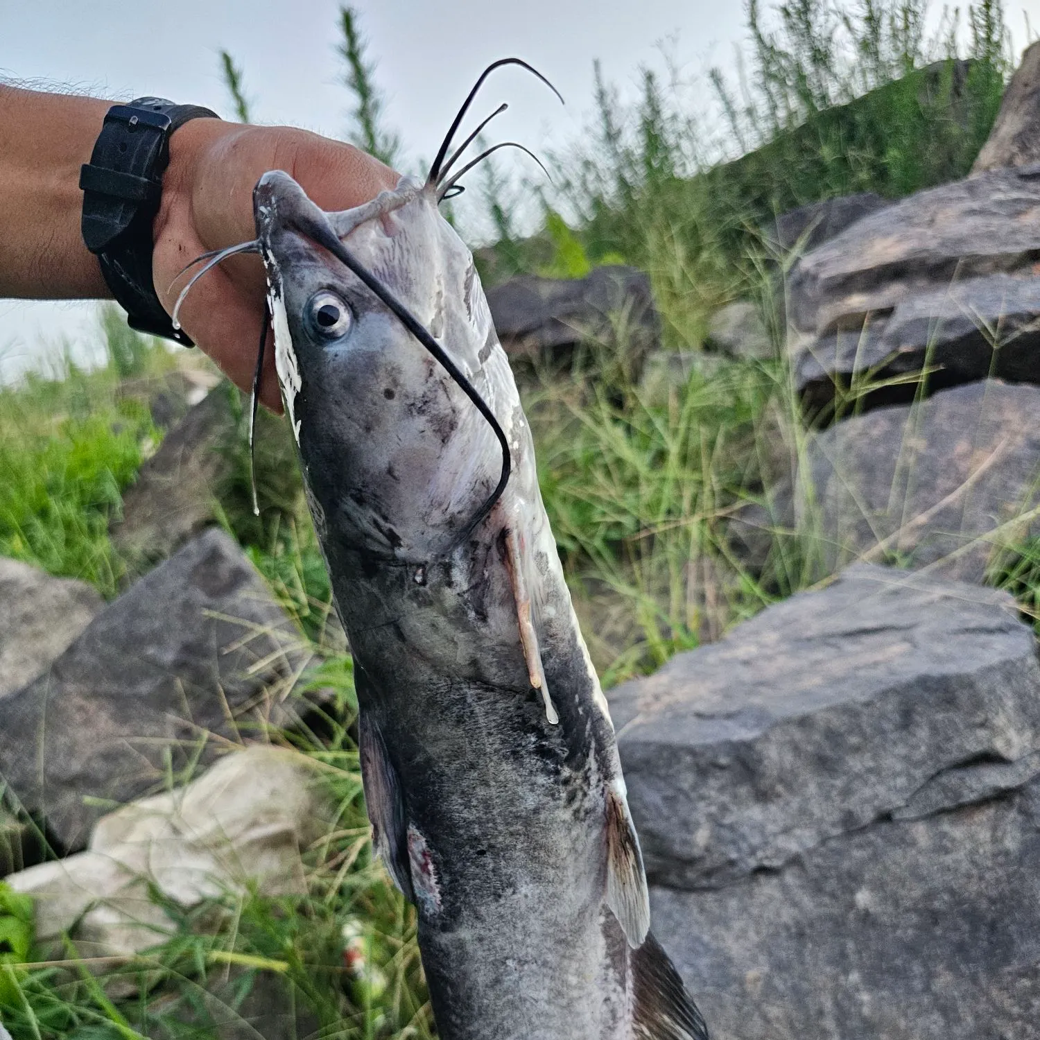 catch
