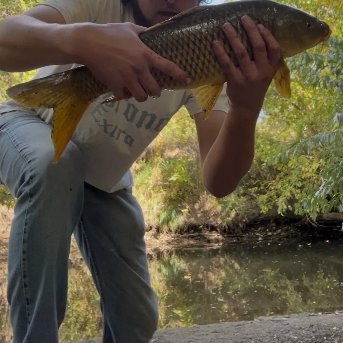 Common carp caught on Fishbrain
