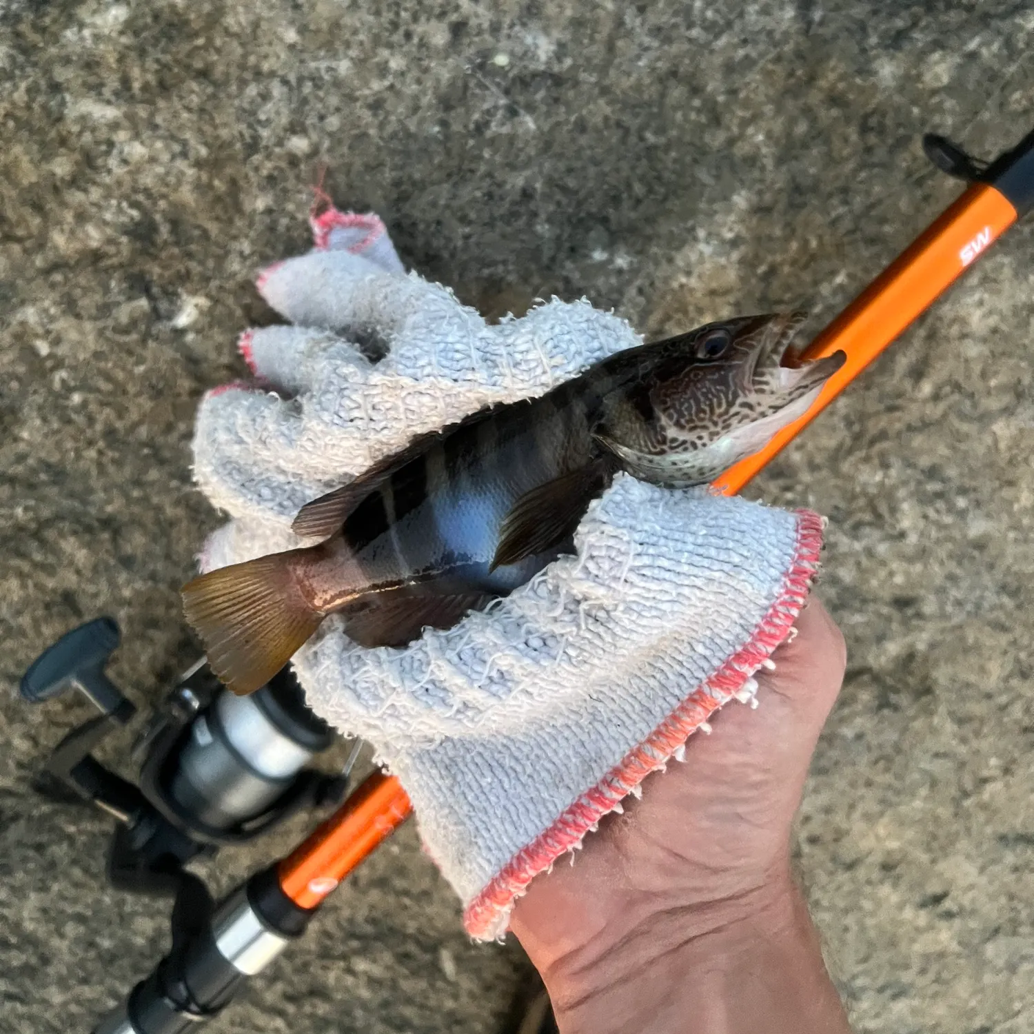 The most recent Painted comber catches on Fishbrain