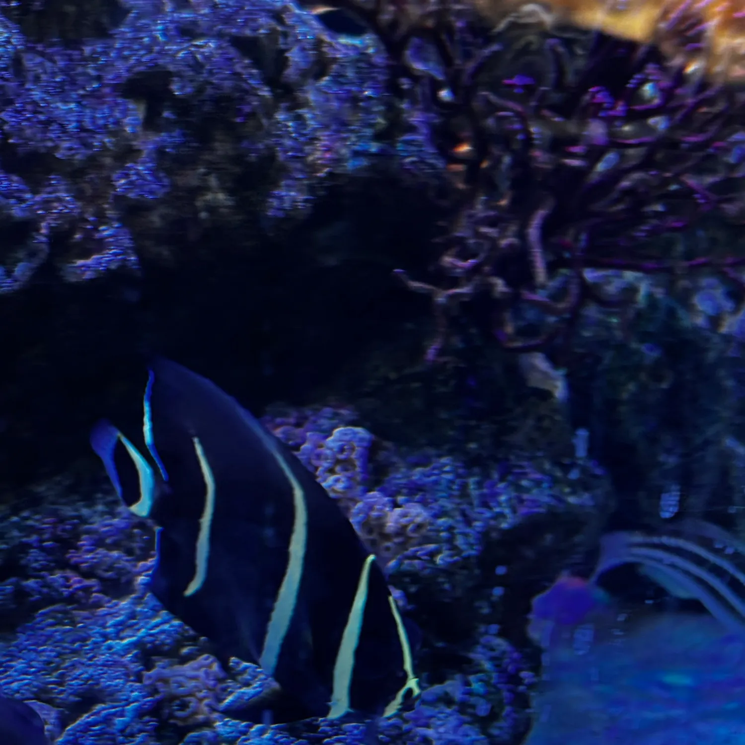 The most recent French angelfish catches on Fishbrain
