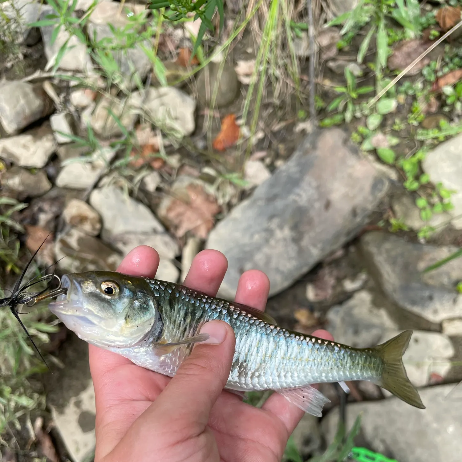 Common shiner caught on Fishbrain