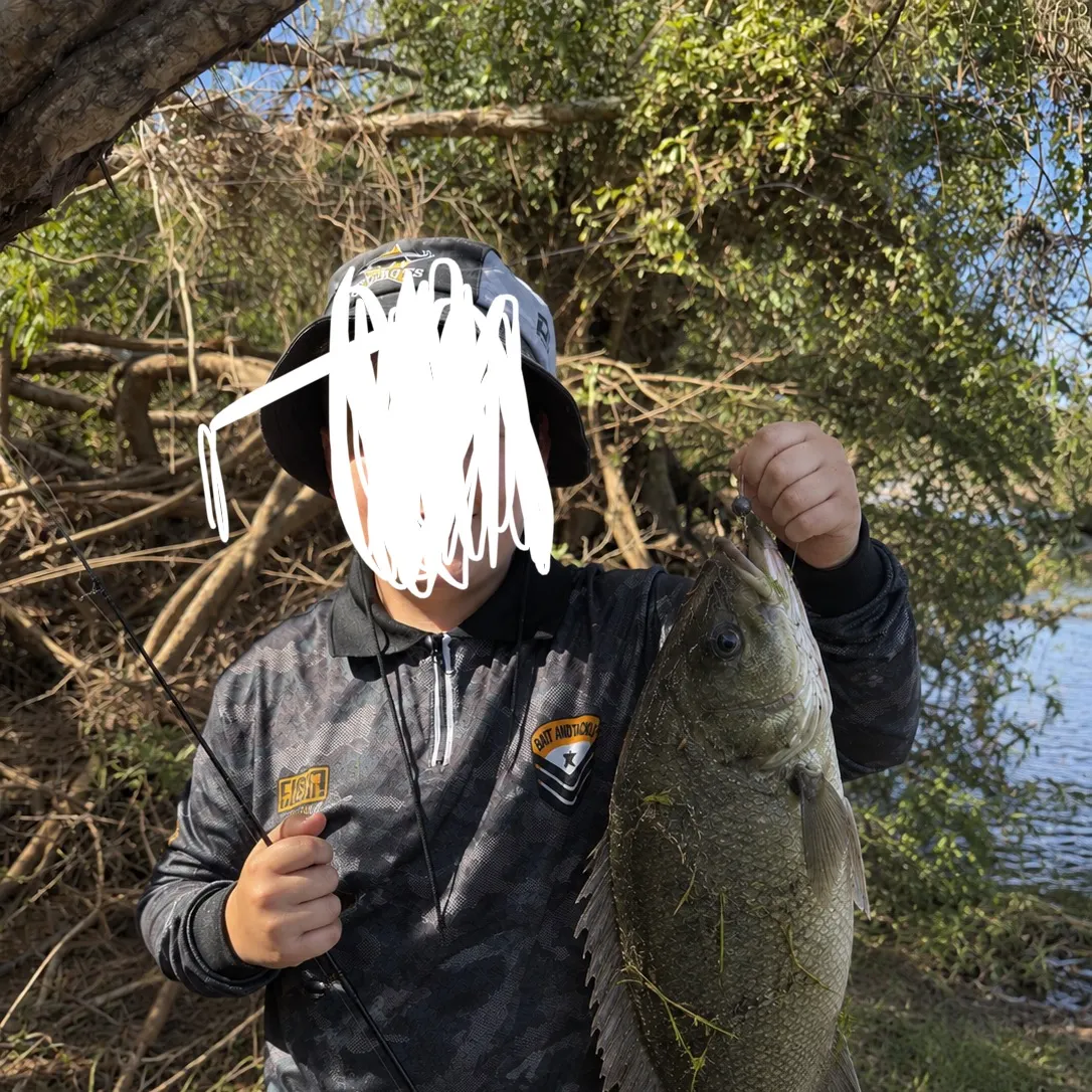 Sooty grunter caught on Fishbrain