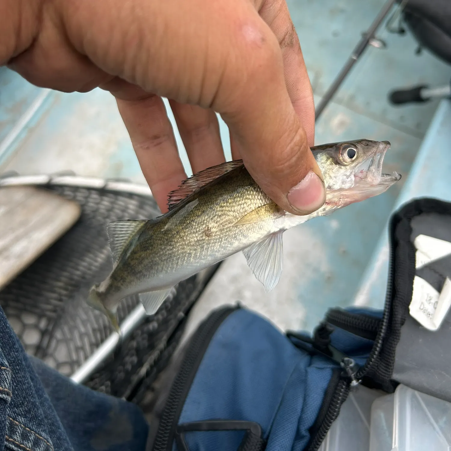 Walleye caught on Fishbrain