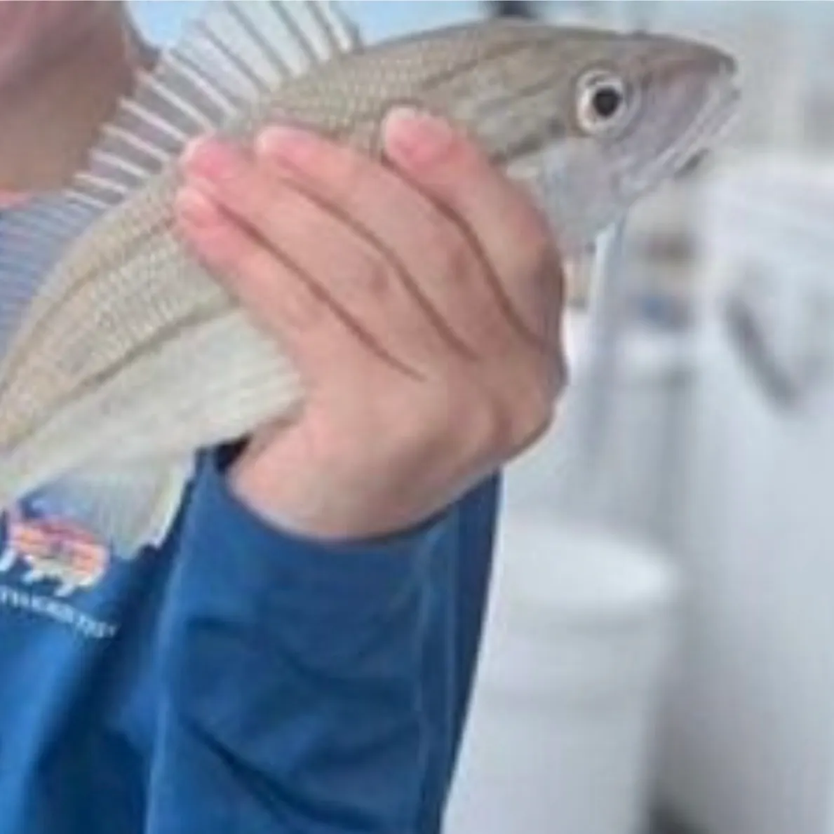 The most recent Tomtate grunt catches on Fishbrain