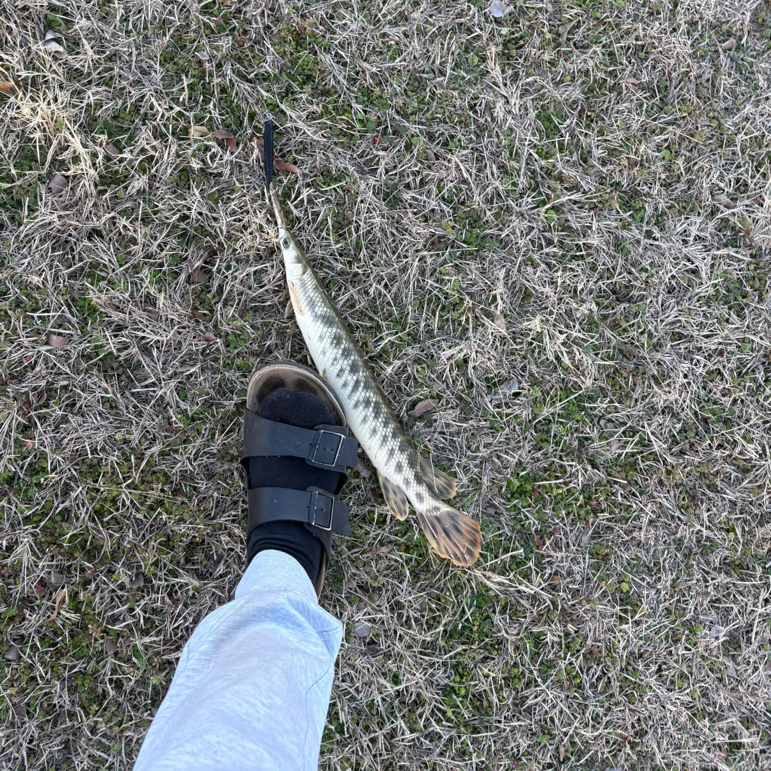 The most recent Spotted gar catches on Fishbrain