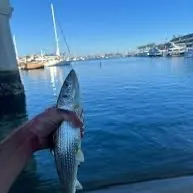 The most recent West Atlantic bonefish catches on Fishbrain