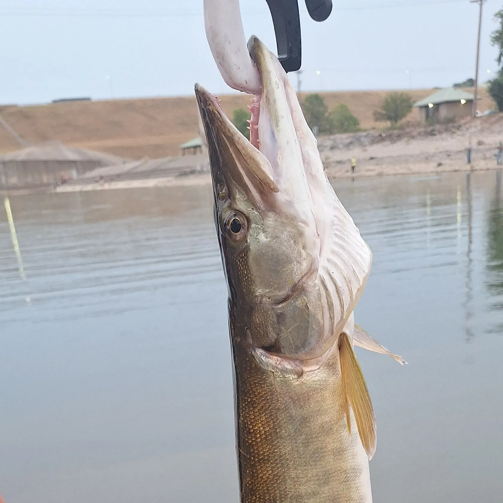 Muskie caught on Fishbrain