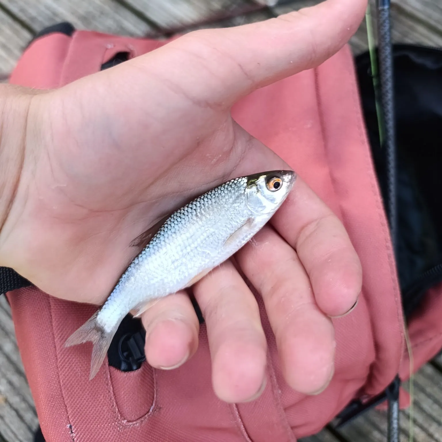 Common roach caught on Fishbrain