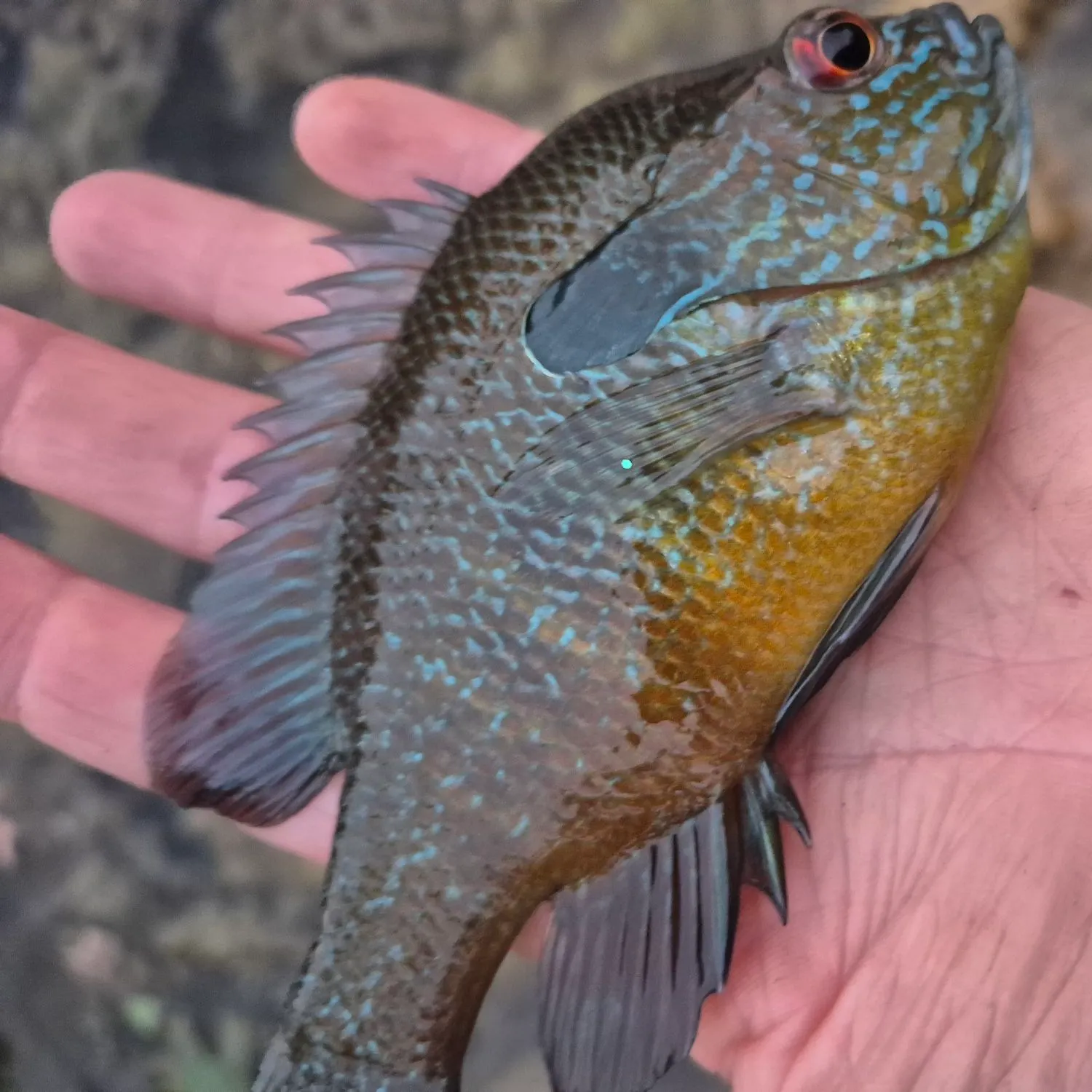 The most recent Plains longear sunfish catches on Fishbrain