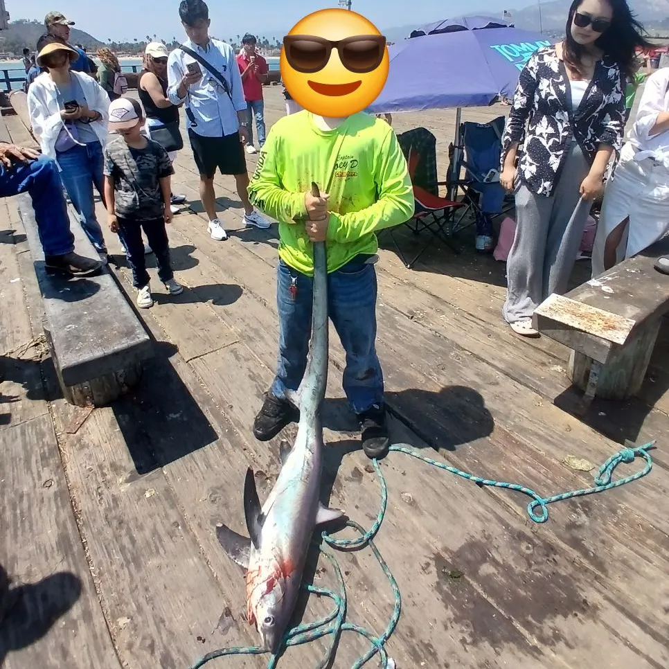 The most recent Common thresher catches on Fishbrain