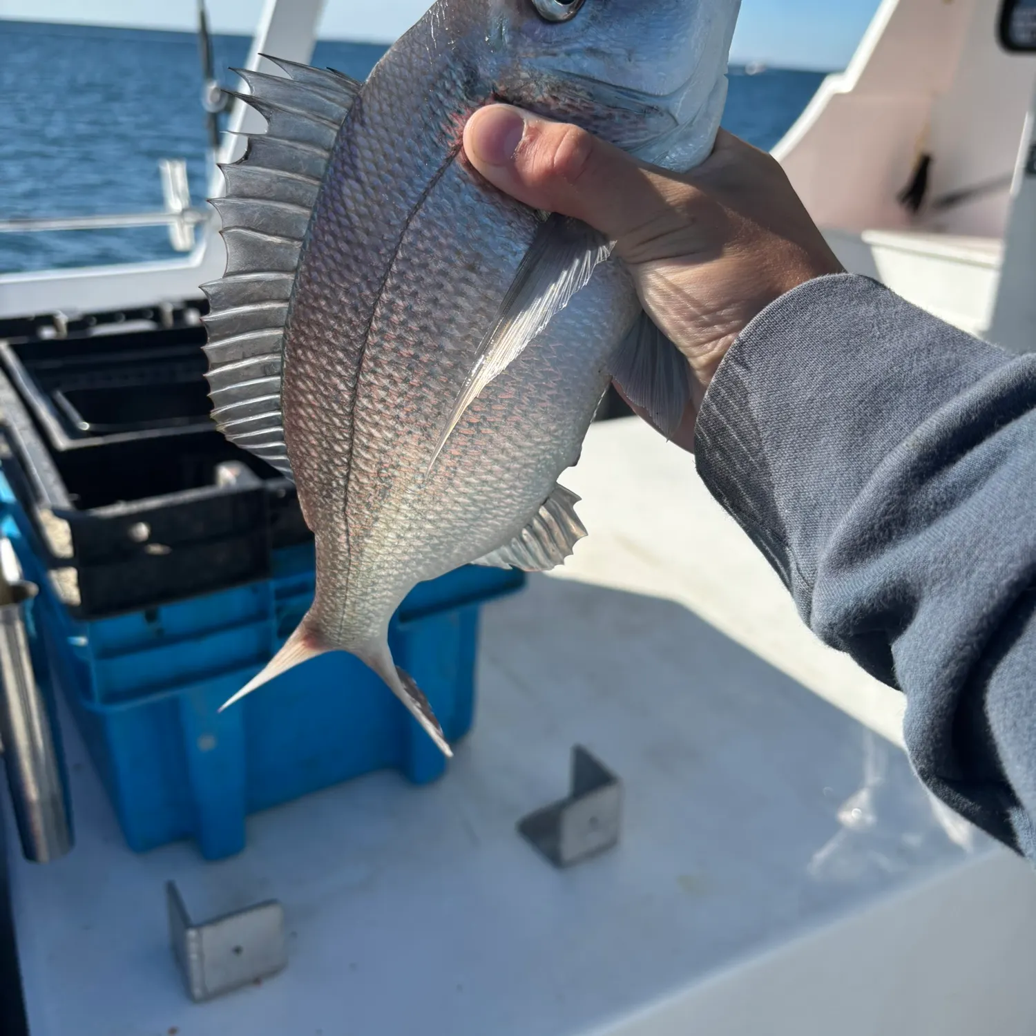 The most recent Pacific porgy catches on Fishbrain