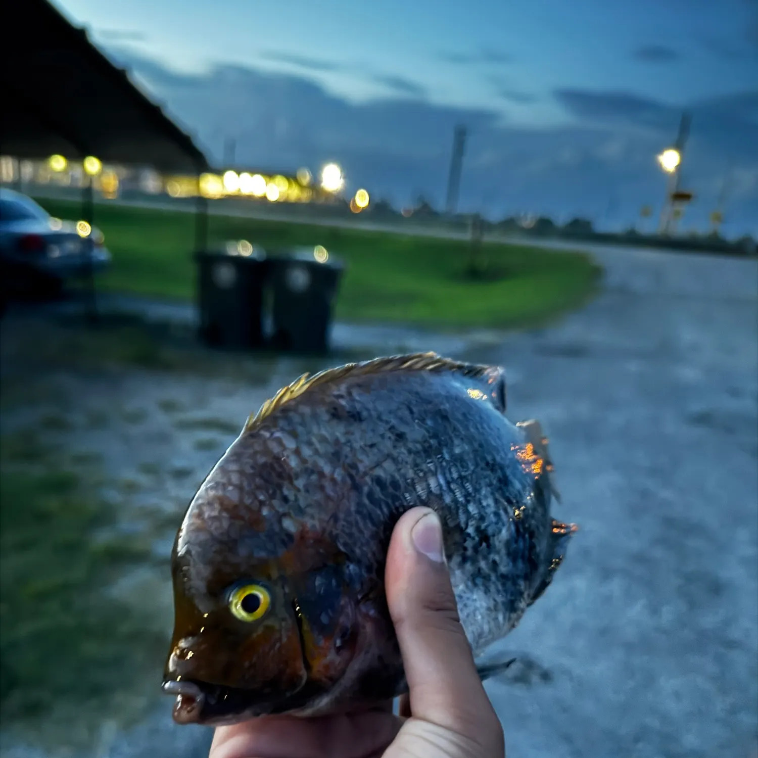 catch