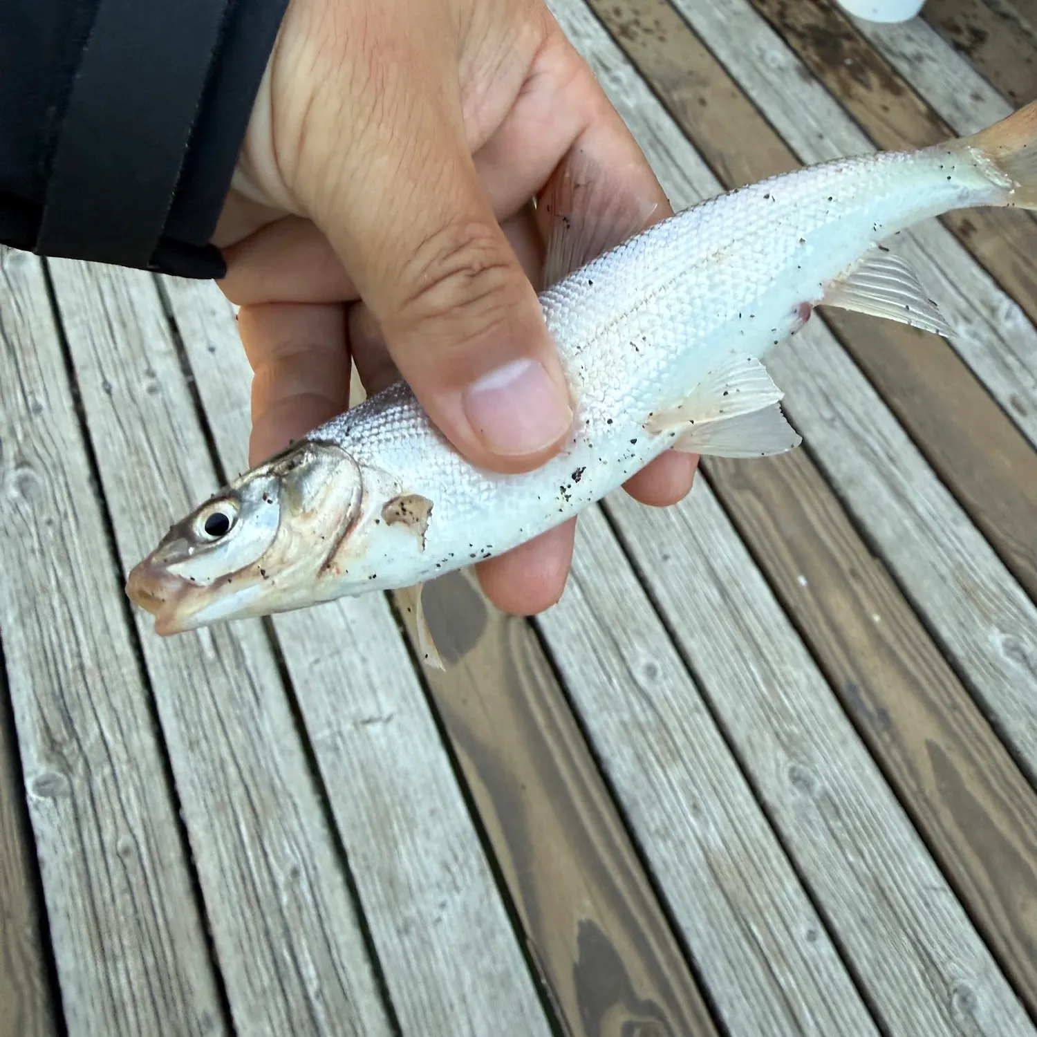Peamouth caught on Fishbrain