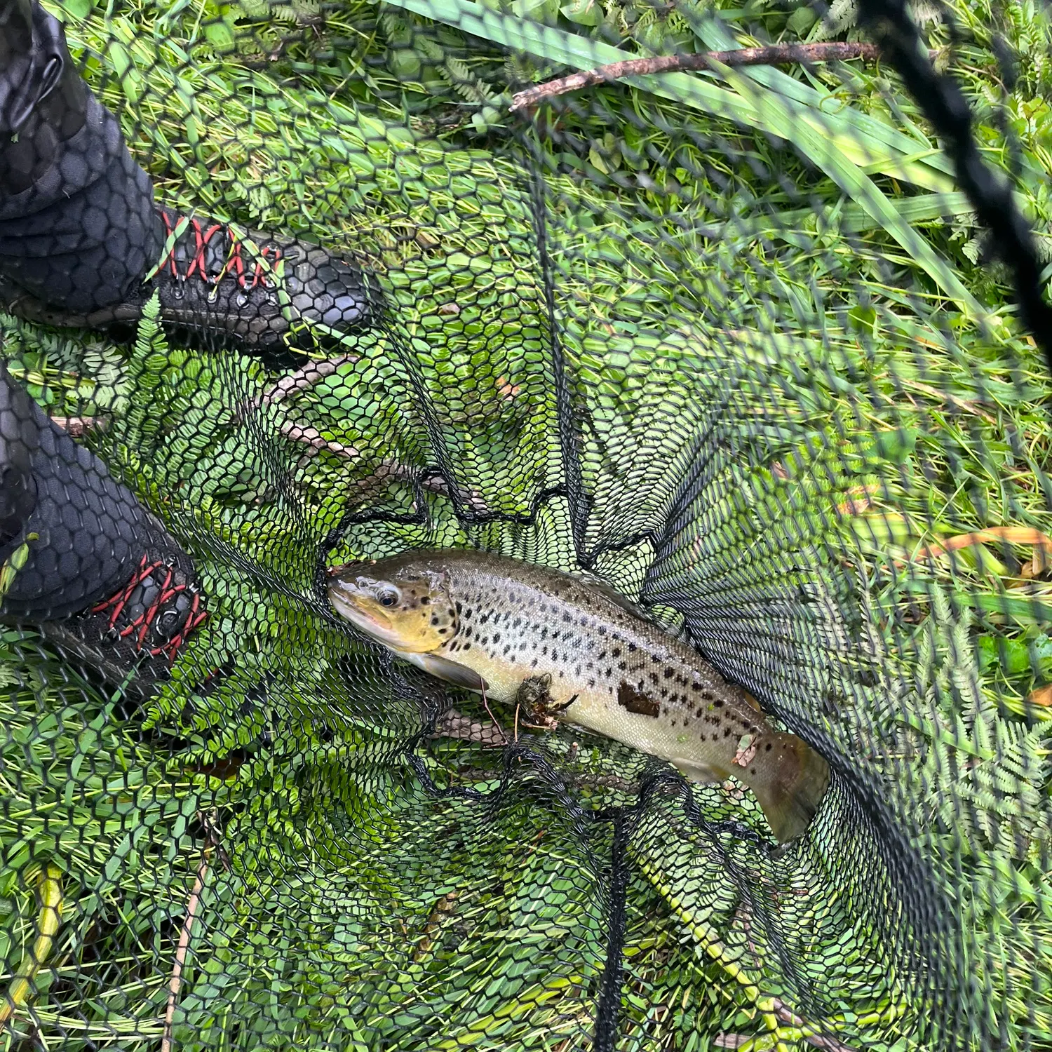 The most recent Brown trout catches on Fishbrain