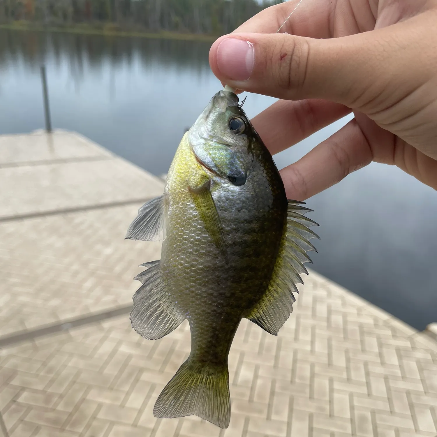 Bluegill caught on Fishbrain