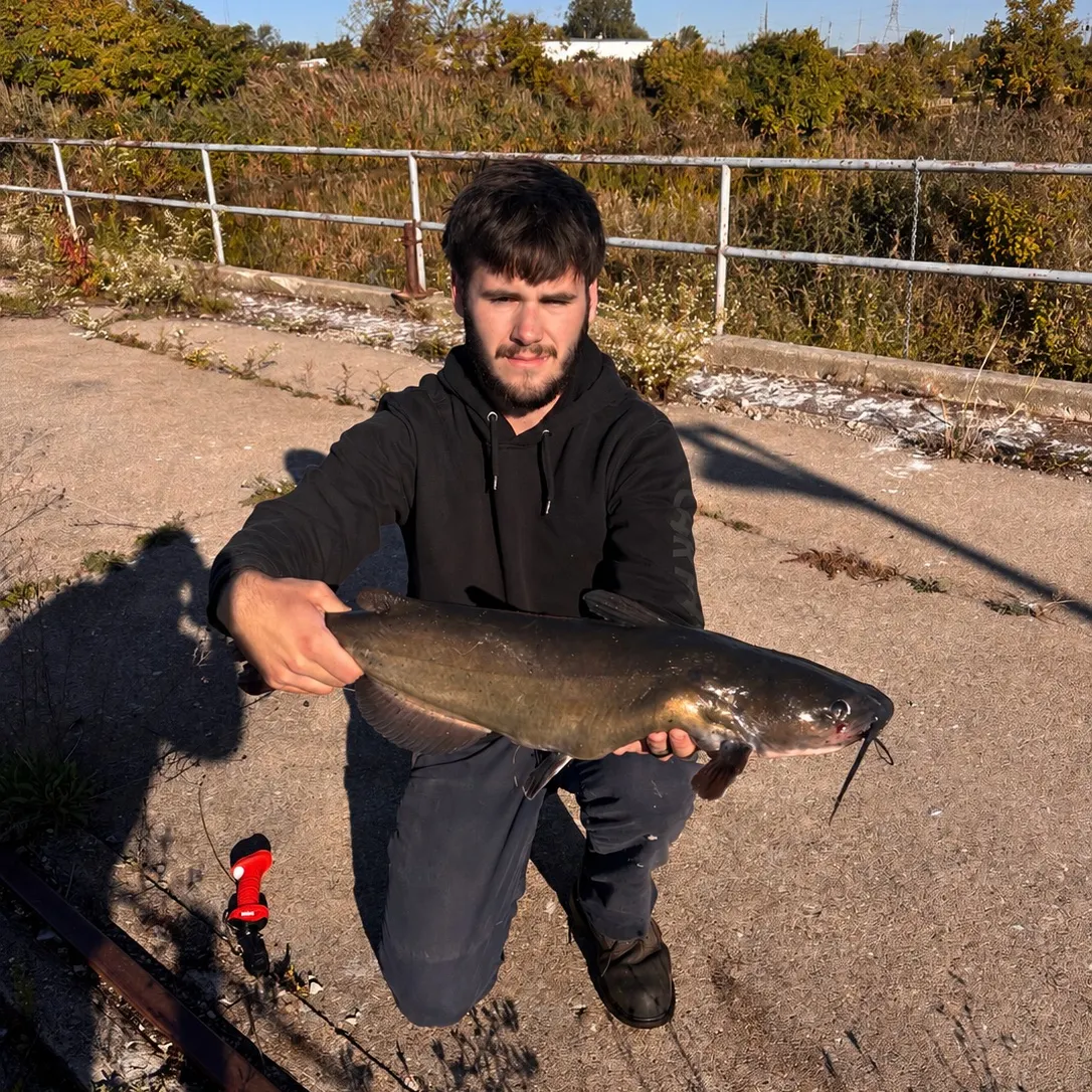 Channel catfish caught on Fishbrain