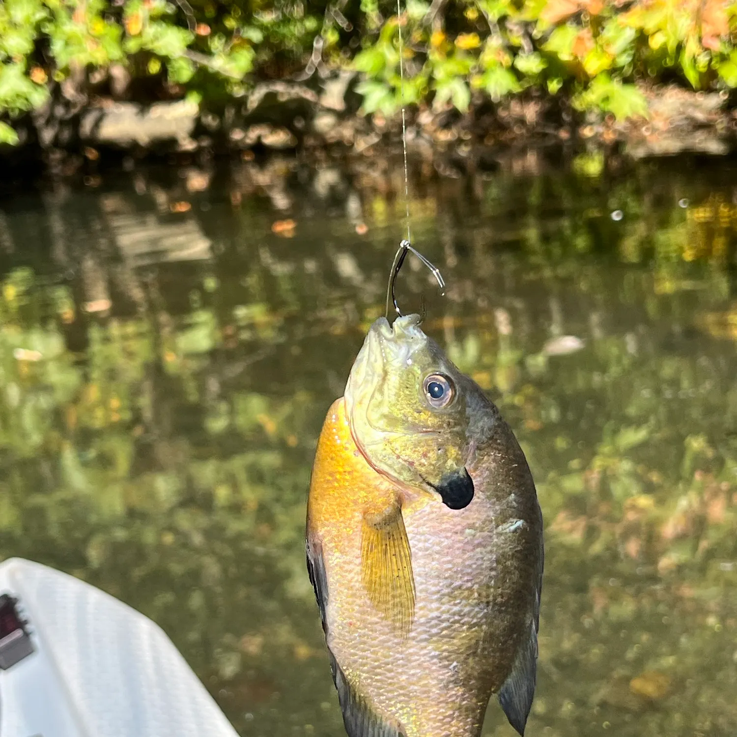 Fish caught on Fishbrain