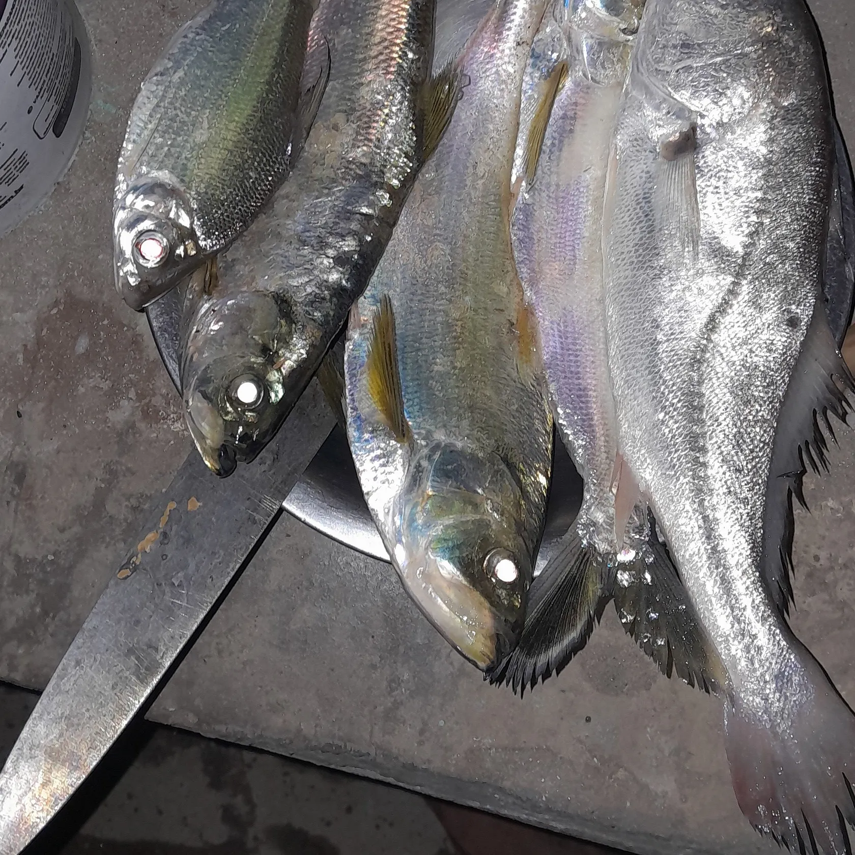 The most recent Atlantic blue marlin catches on Fishbrain