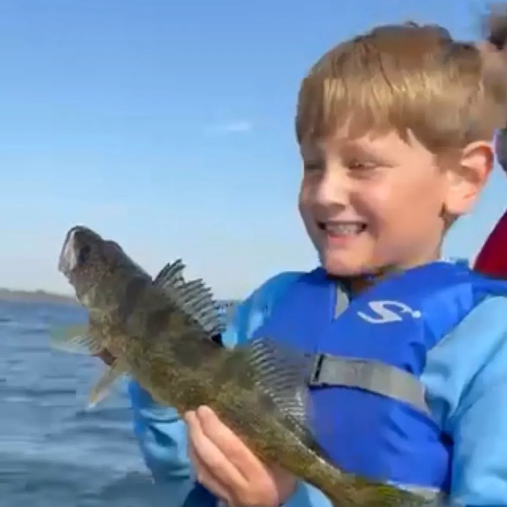 Sauger caught on Fishbrain