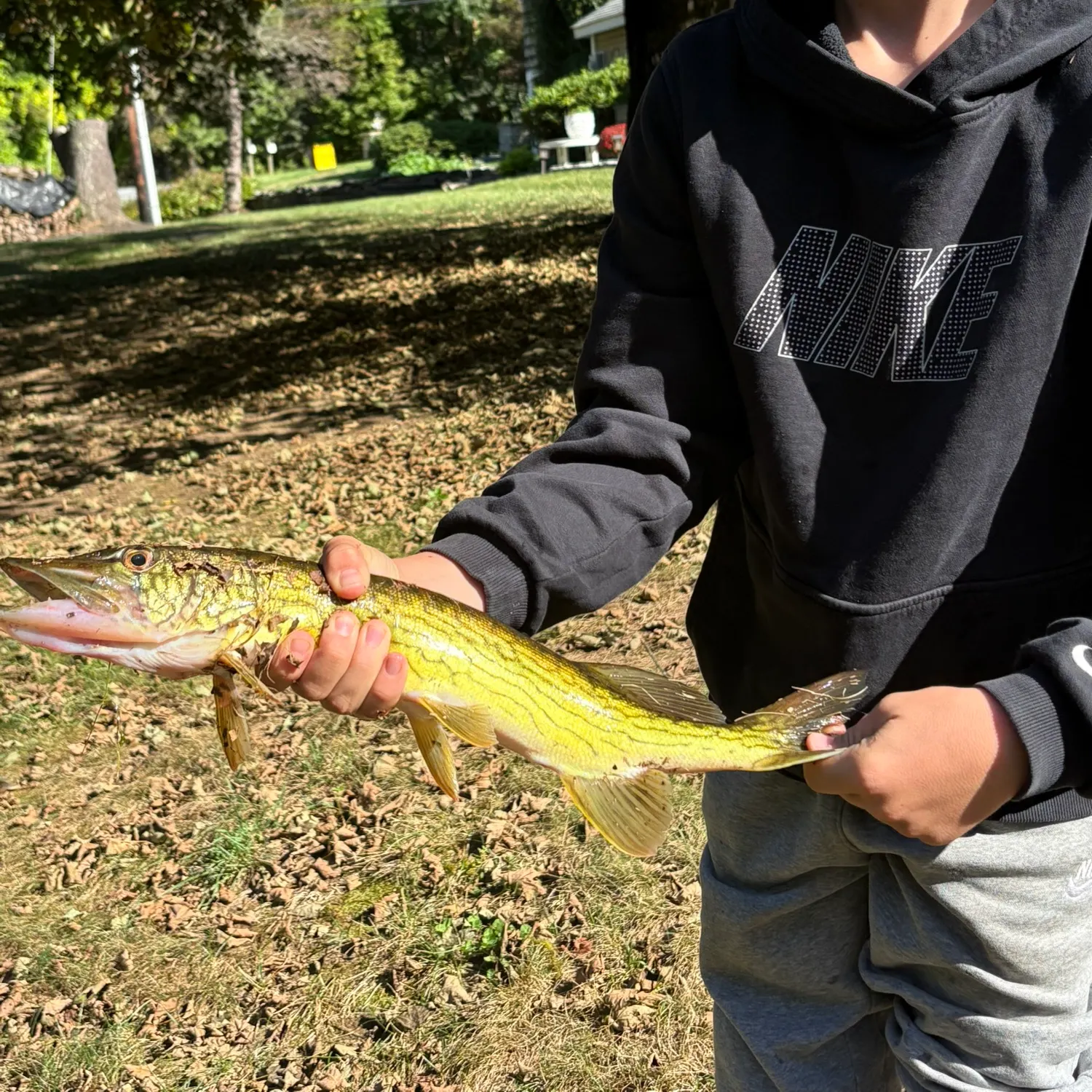 The most recent Chain pickerel catches on Fishbrain
