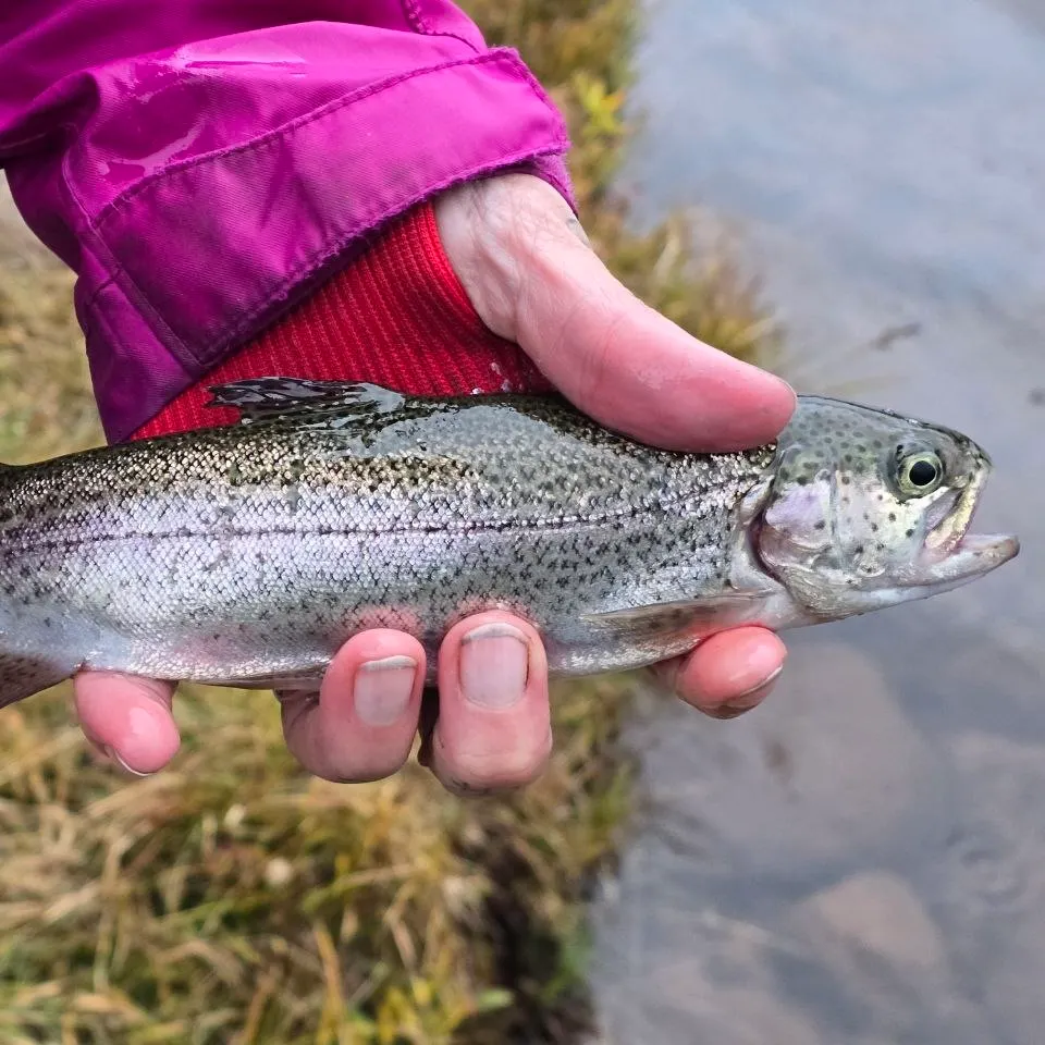 Rainbow trout caught on Fishbrain