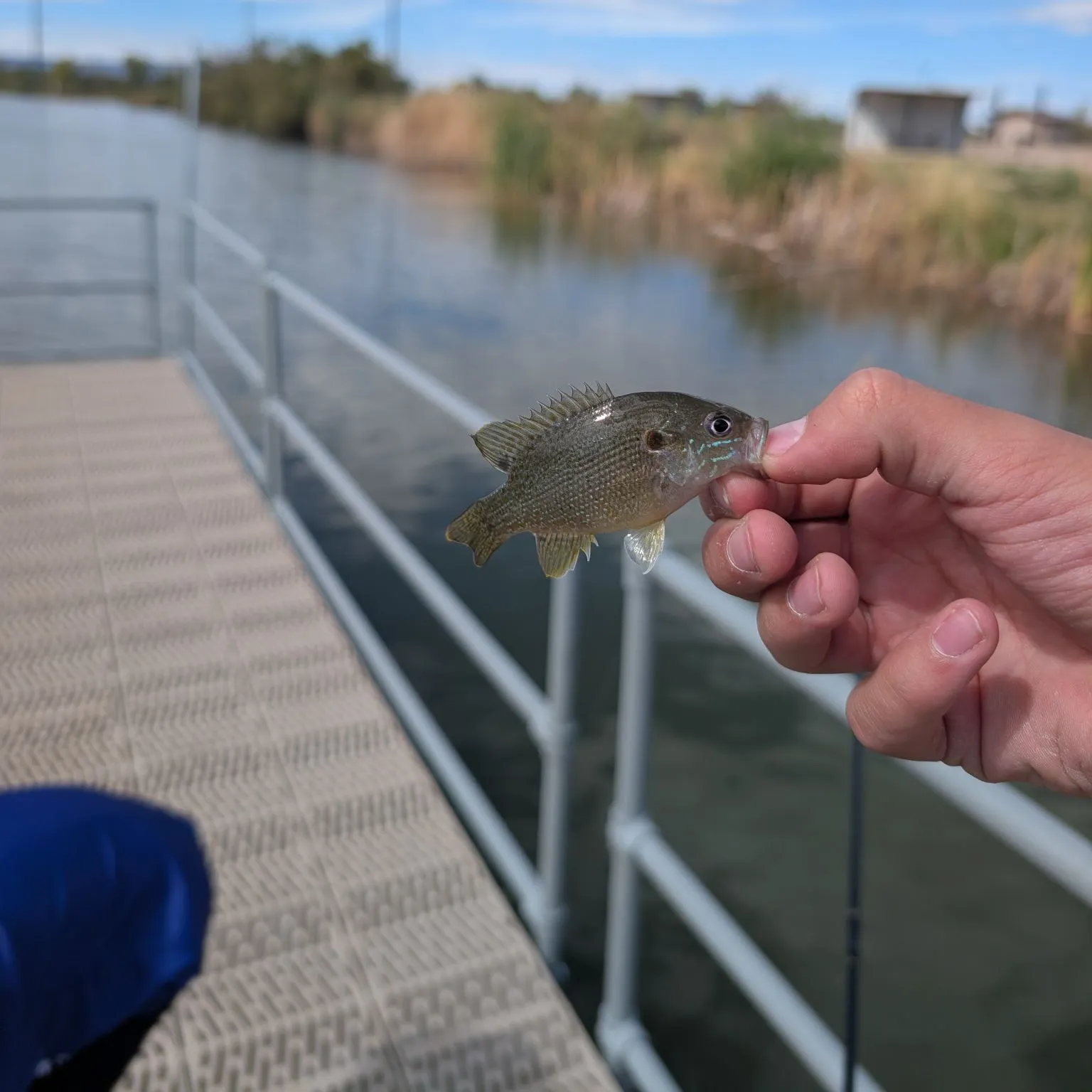 Green sunfish caught on Fishbrain