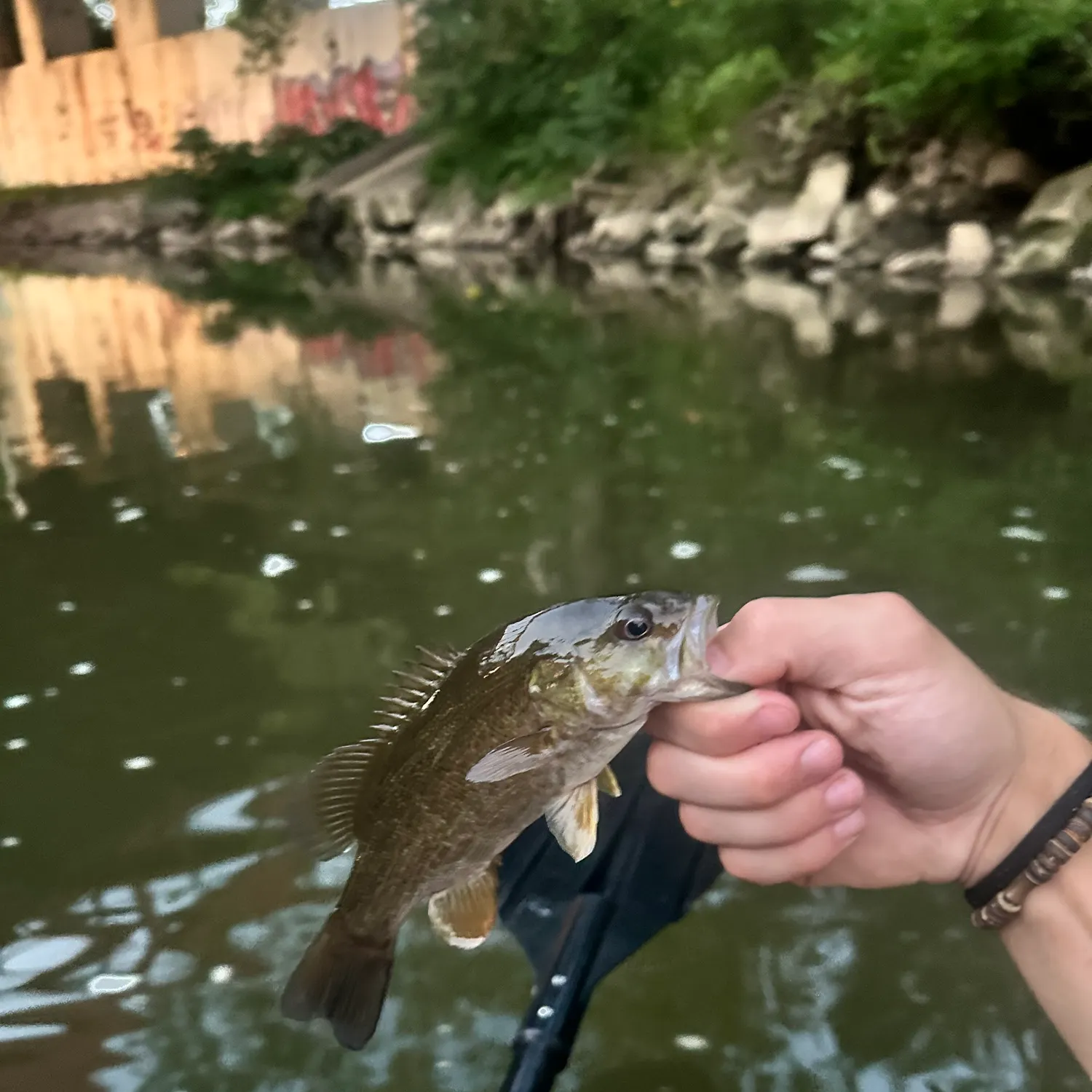 Smallmouth bass caught on Fishbrain