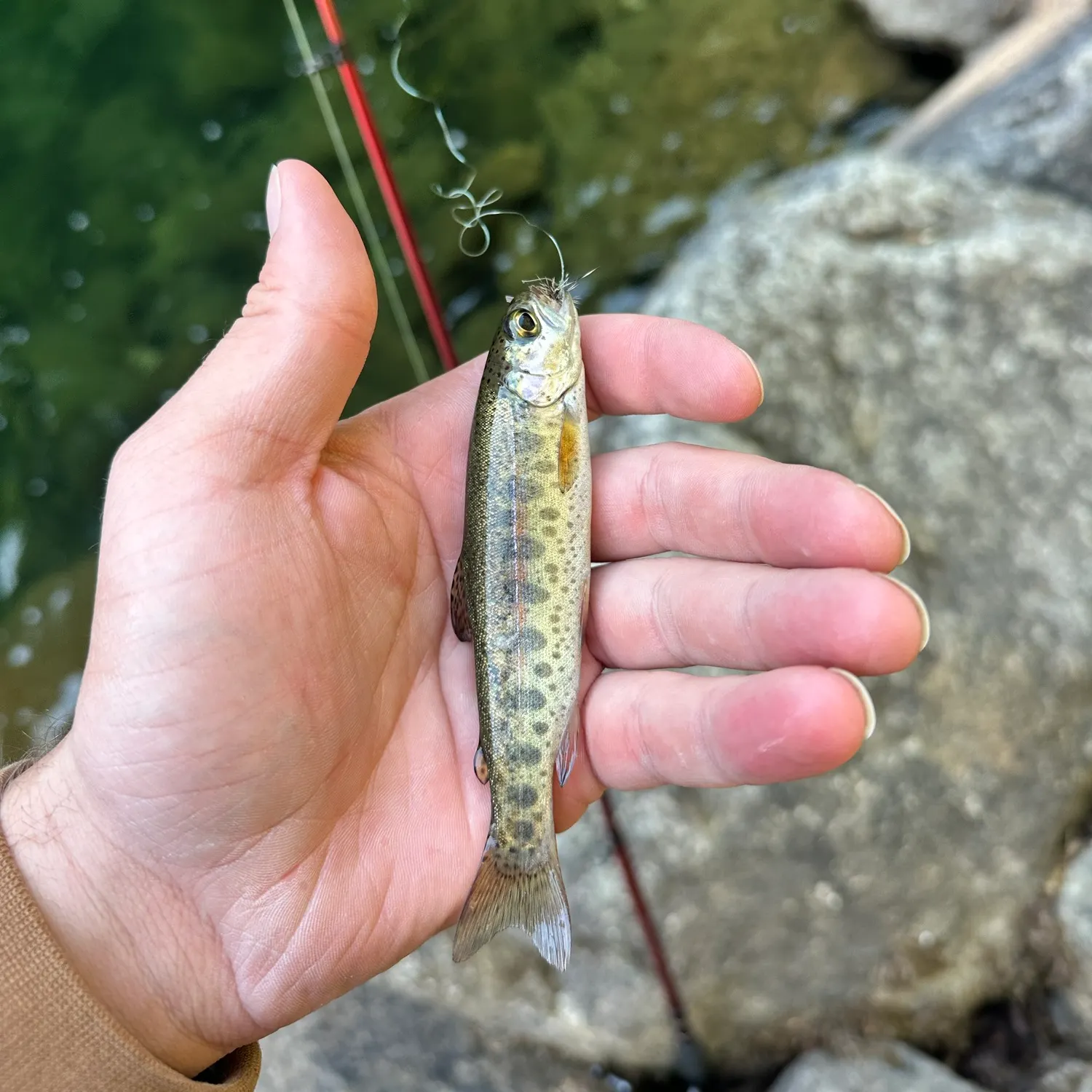 Rainbow trout caught on Fishbrain