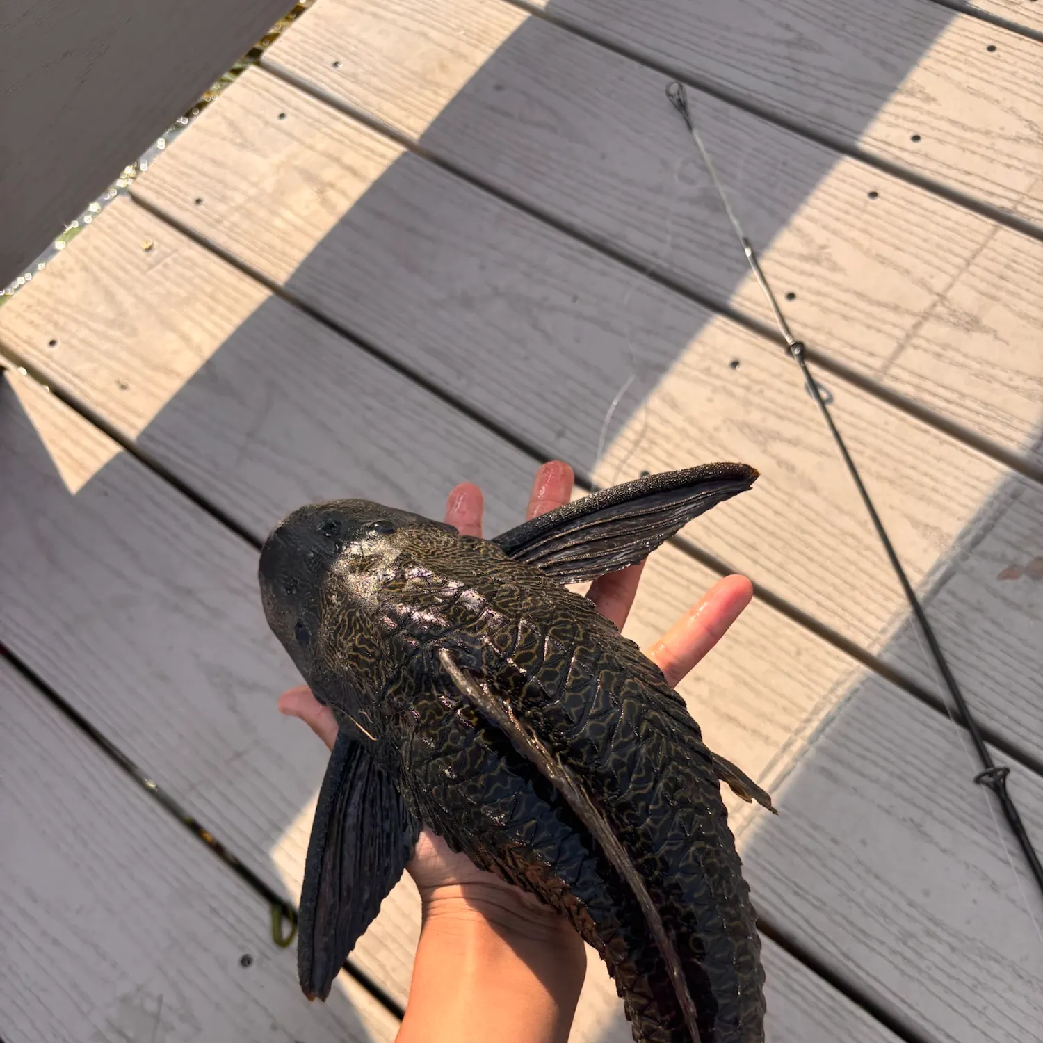 Suckermouth catfish caught on Fishbrain