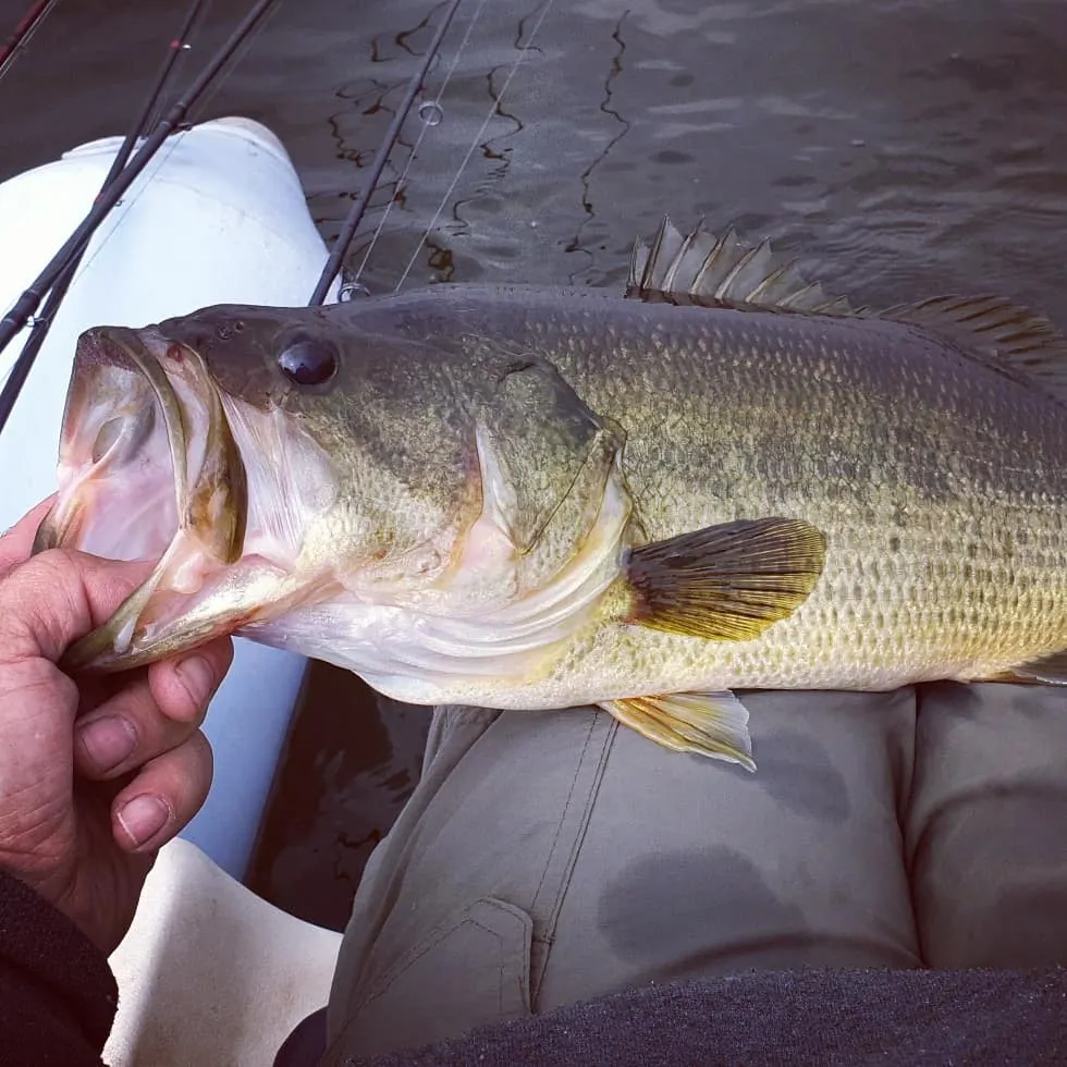 Post image from MEbassanator