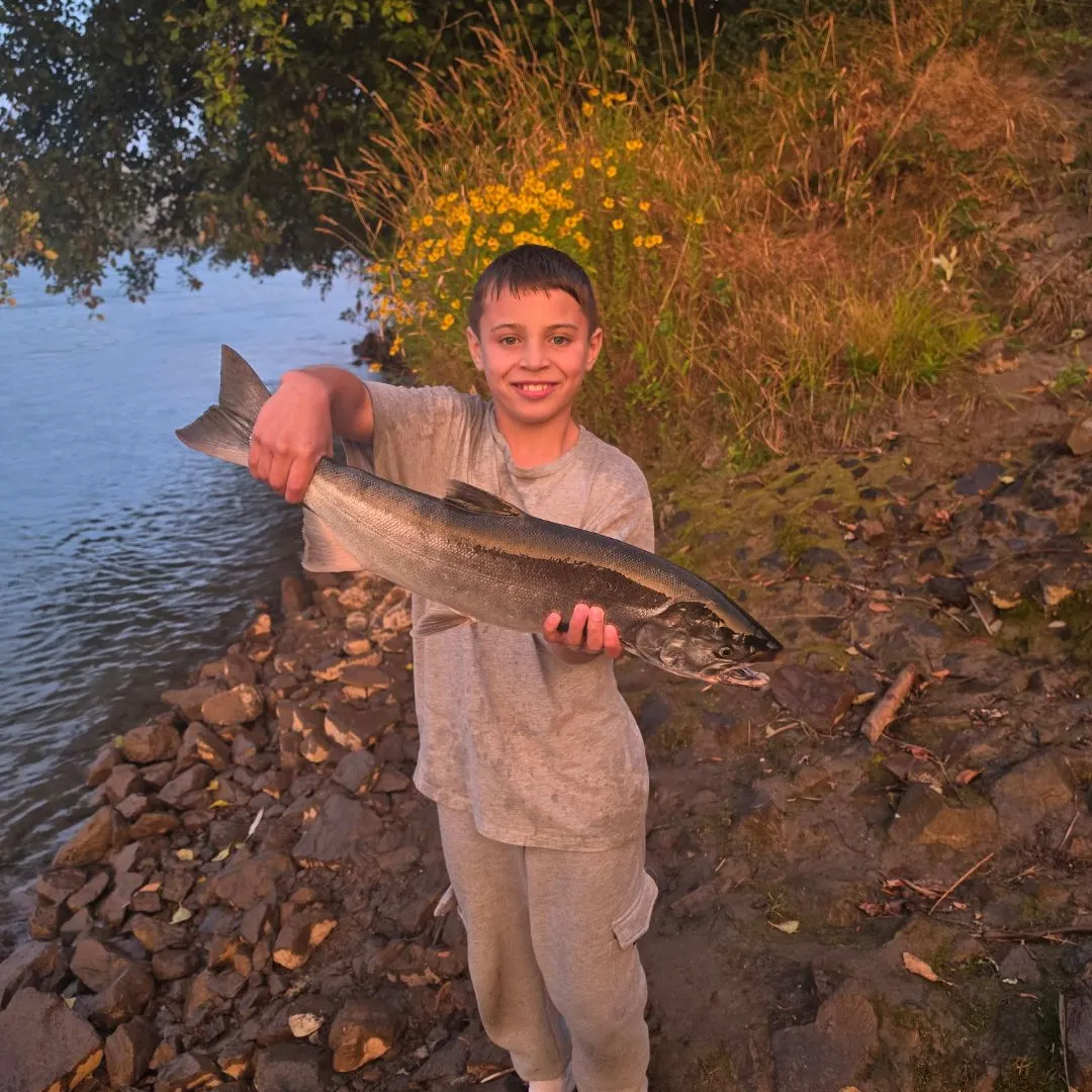 Coho salmon caught on Fishbrain