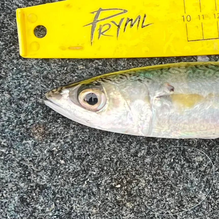 The most recent Blue mackerel catches on Fishbrain