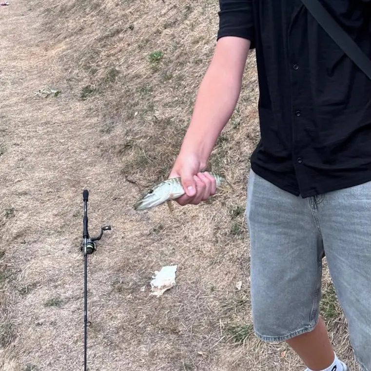 Northern pike caught on Fishbrain
