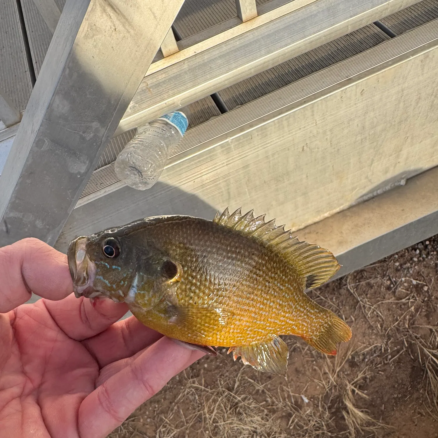 The most recent Green sunfish catches on Fishbrain