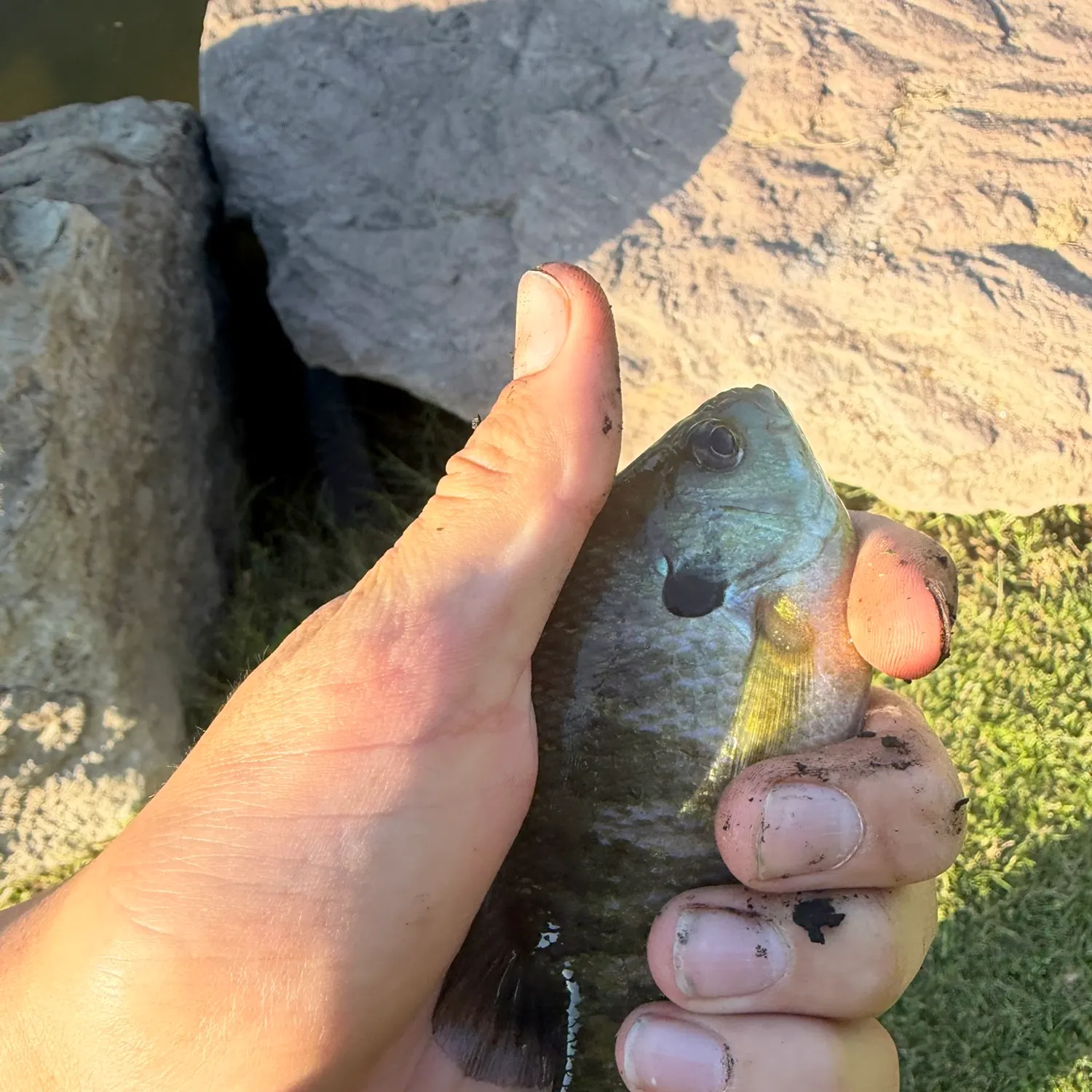 Bluegill caught on Fishbrain